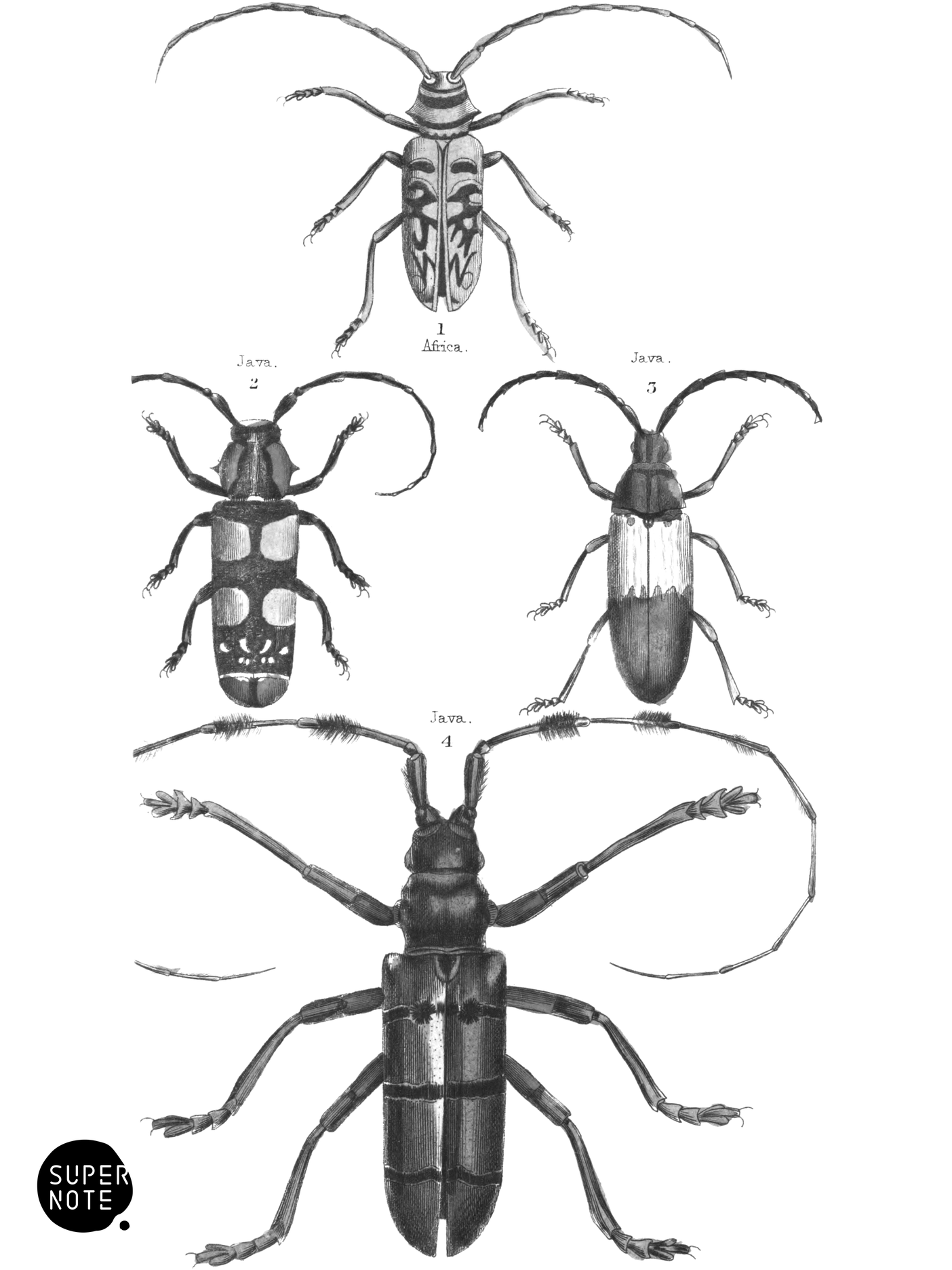 Longicornes (vol-08 plate-26).png