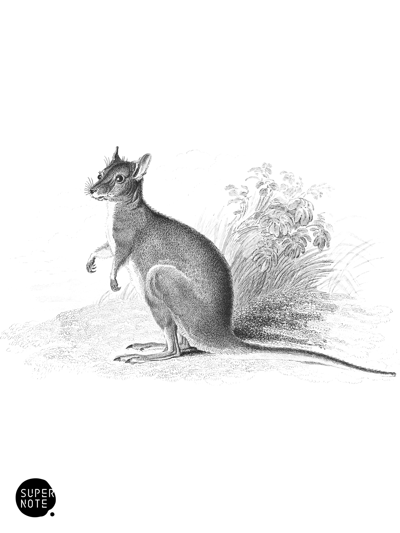 Lord Derby’s Kangaroo (vol-30 plate-21).png