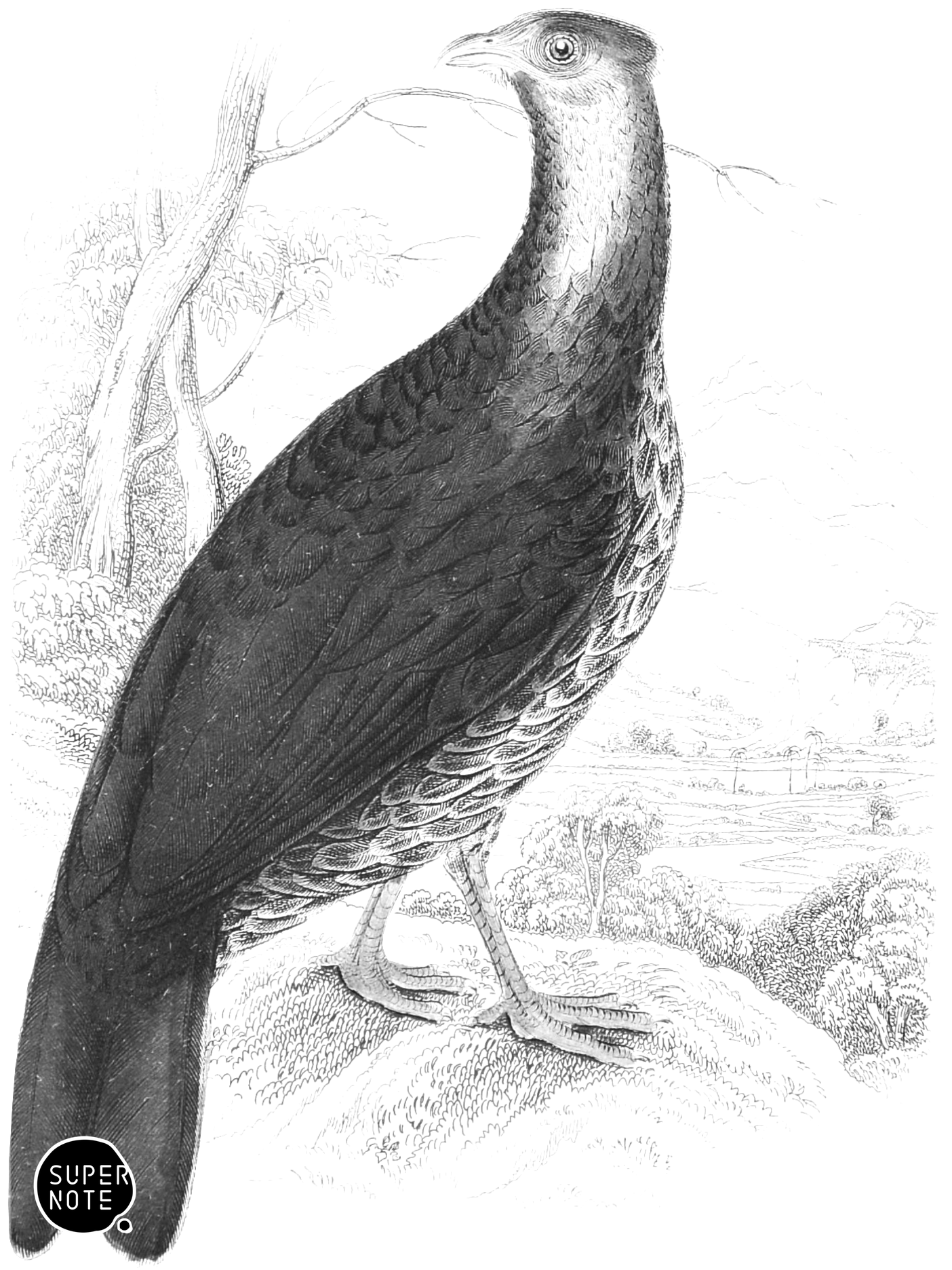 Macartney Cock (Female) (vol-05 plate-20).png