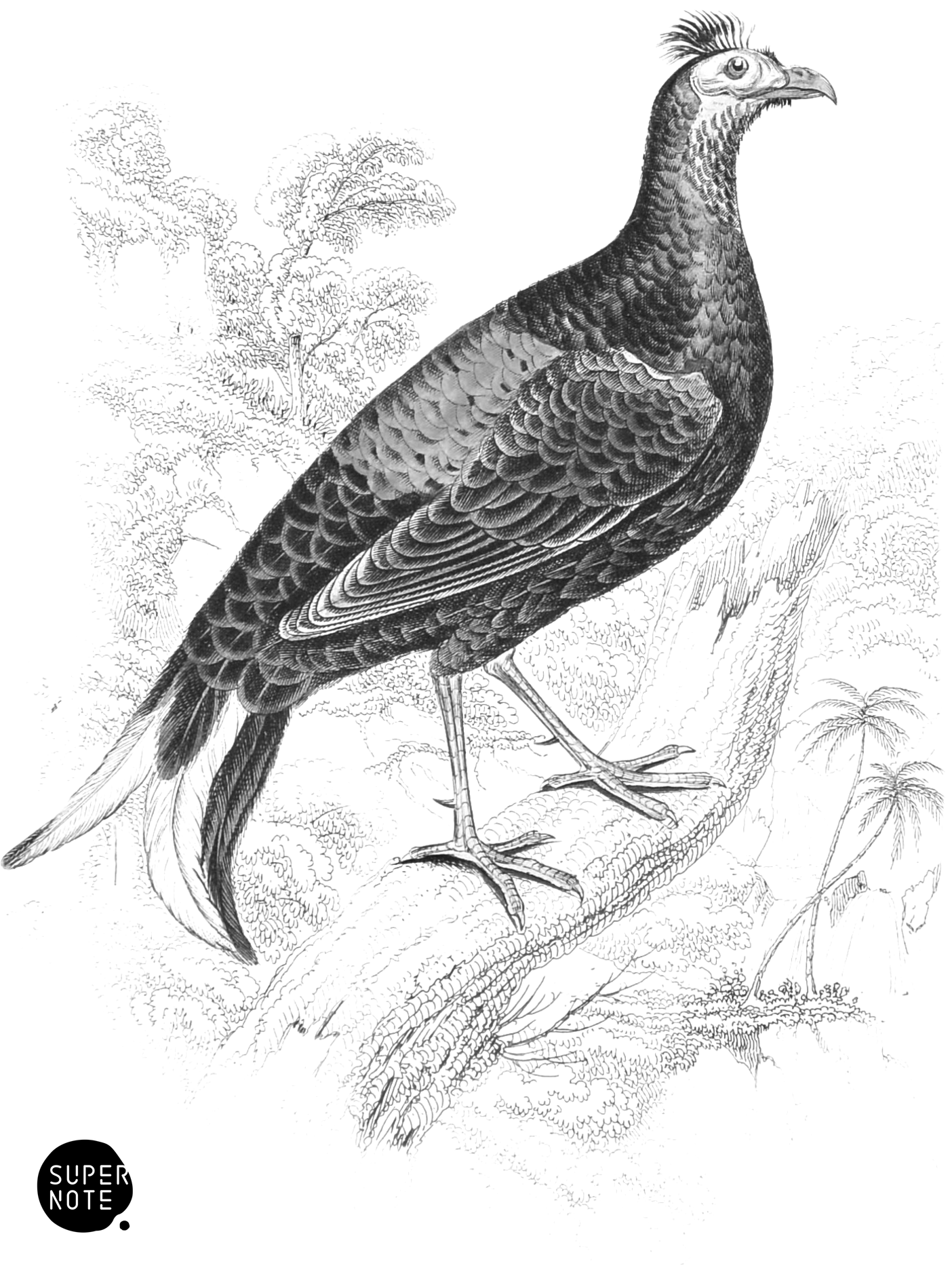 Macartney Cock (Male) (vol-05 plate-19).png