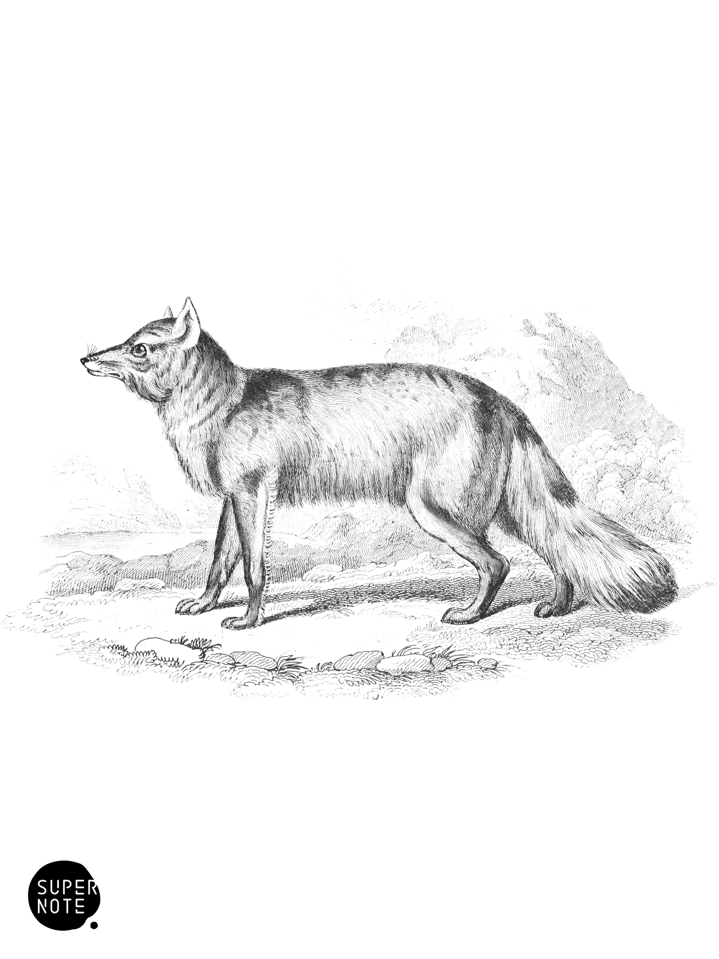 Magellanic Aguara Fox (vol-25 plate-30).png