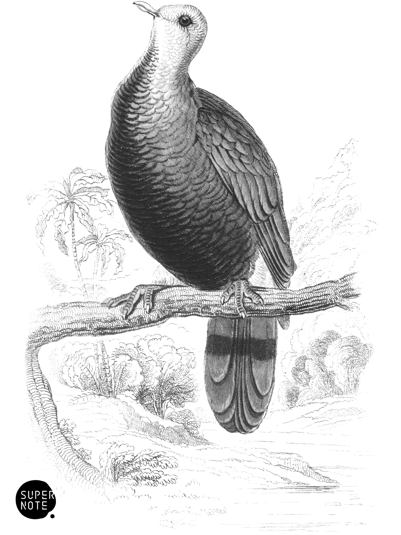 Magnificent Fruit-Pigeon (vol-09 plate-6).png
