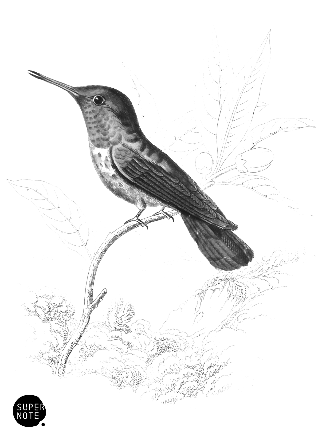 Magnificent Humming-Bird (Female) (vol-01 plate-20).png