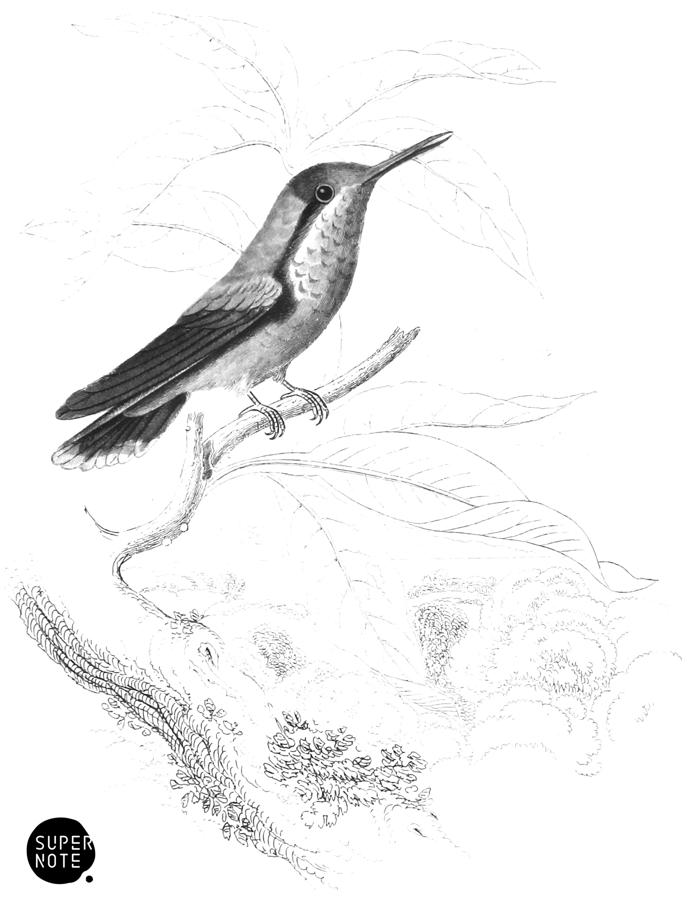 Magnificent Humming-Bird (Young Male) (vol-01 plate-19).png