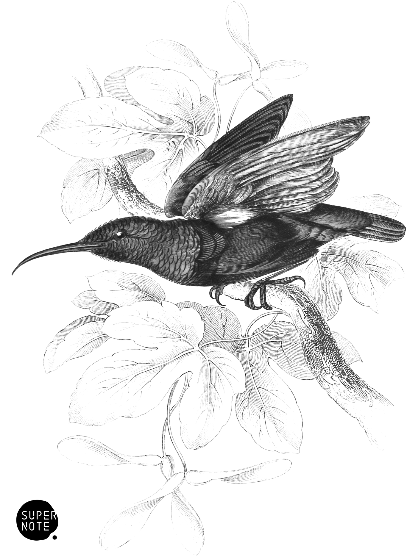 Mahratta Sun-Bird (vol-36 plate-24).png