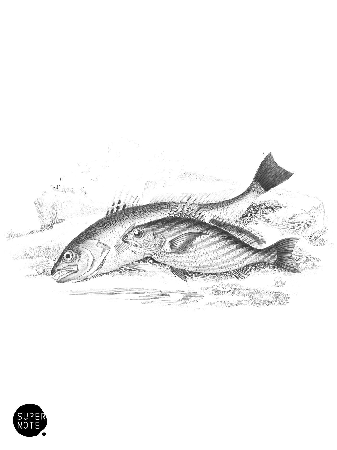 Maigre & Bearded Umbrina (vol-37 plate-7).png