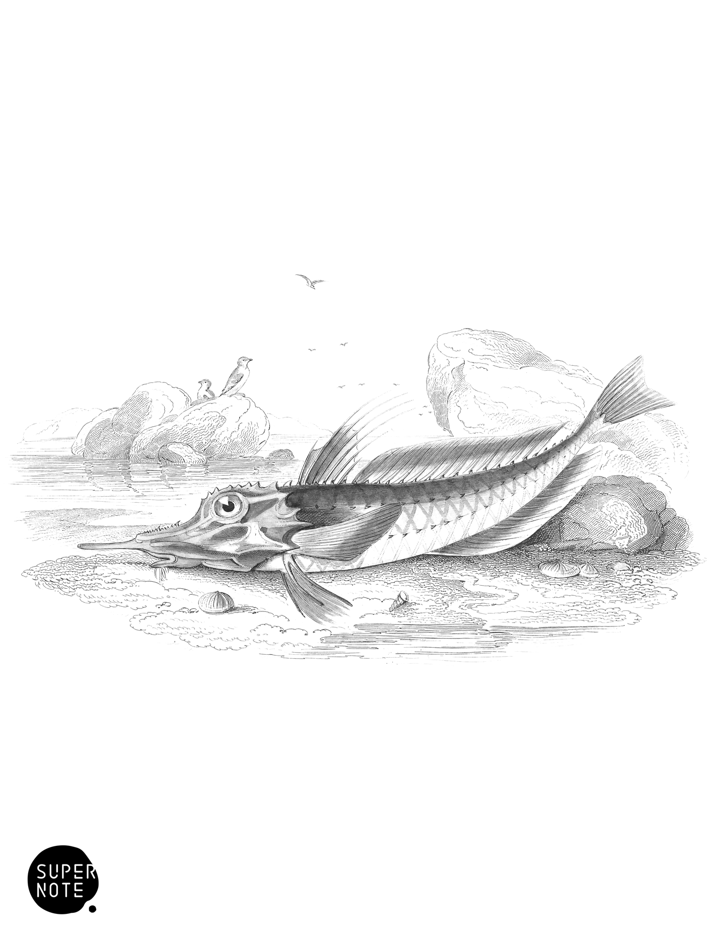 Mailed Gurnard (vol-37 plate-4).png