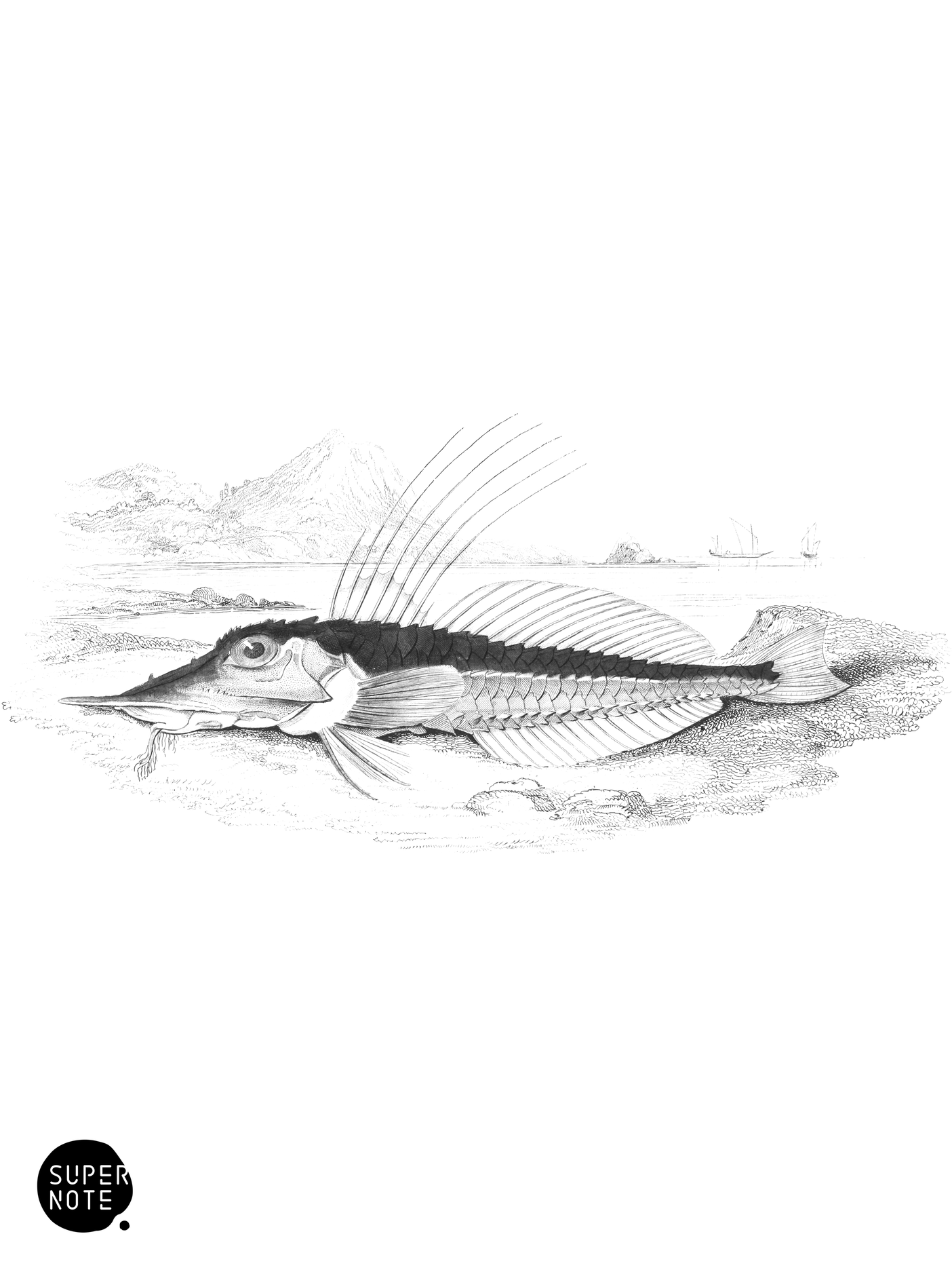 Mailed Peristedion (vol-27 plate-13).png