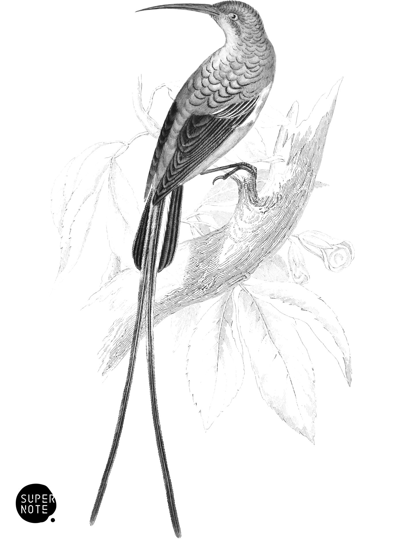 Malachite Sun-Bird (vol-36 plate-17).png
