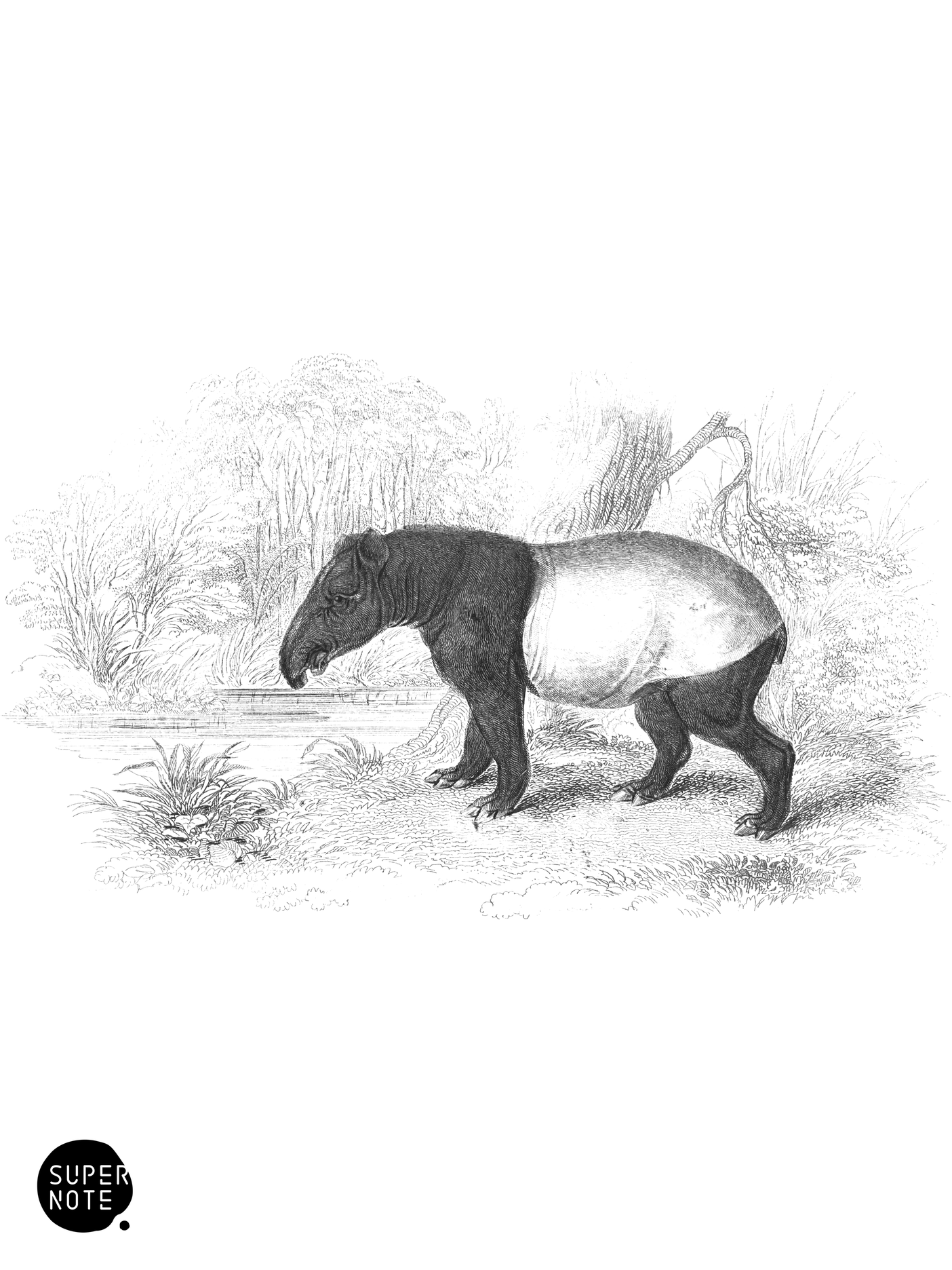 Malay Tapir (vol-13 plate-30).png