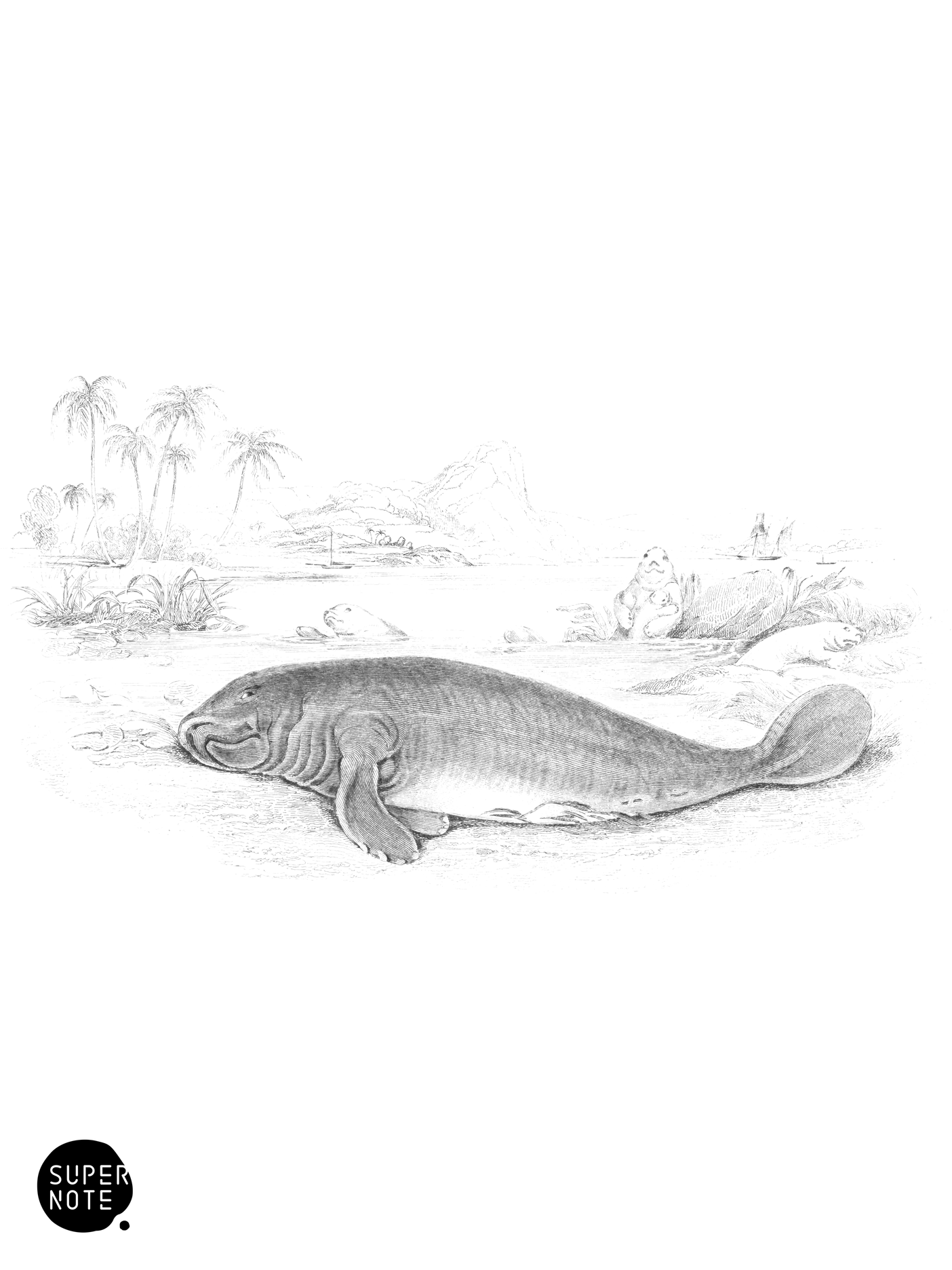 Manatee of the West Indies (vol-23 plate-26).png