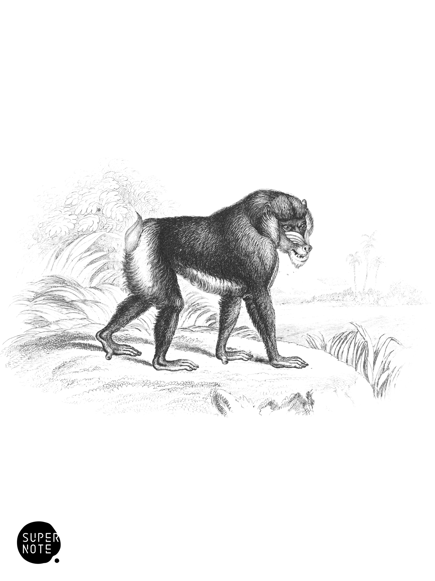 Mandril or Rib-Nose Baboon (vol-02 plate-17-cw).png