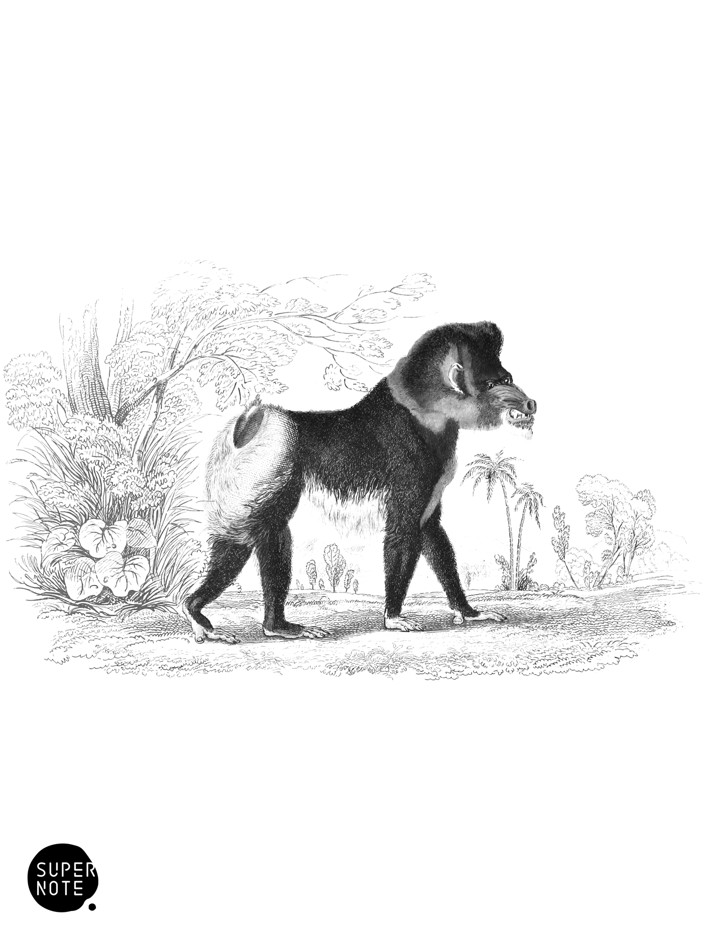 Mandril or Rib-Nose Baboon (vol-02 plate-17-lizars).png