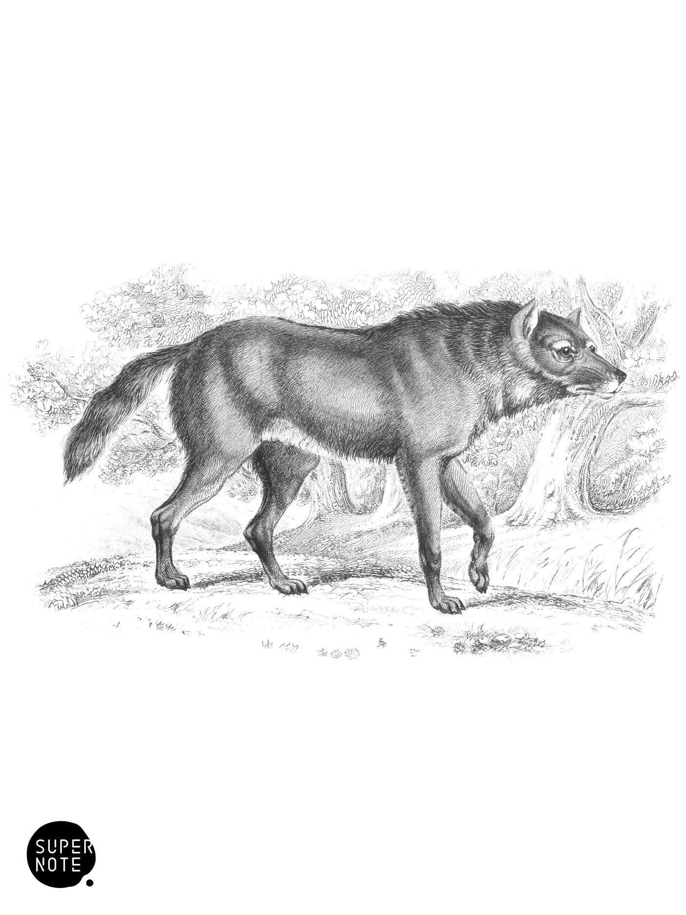 Maned Aguara (vol-25 plate-21).png
