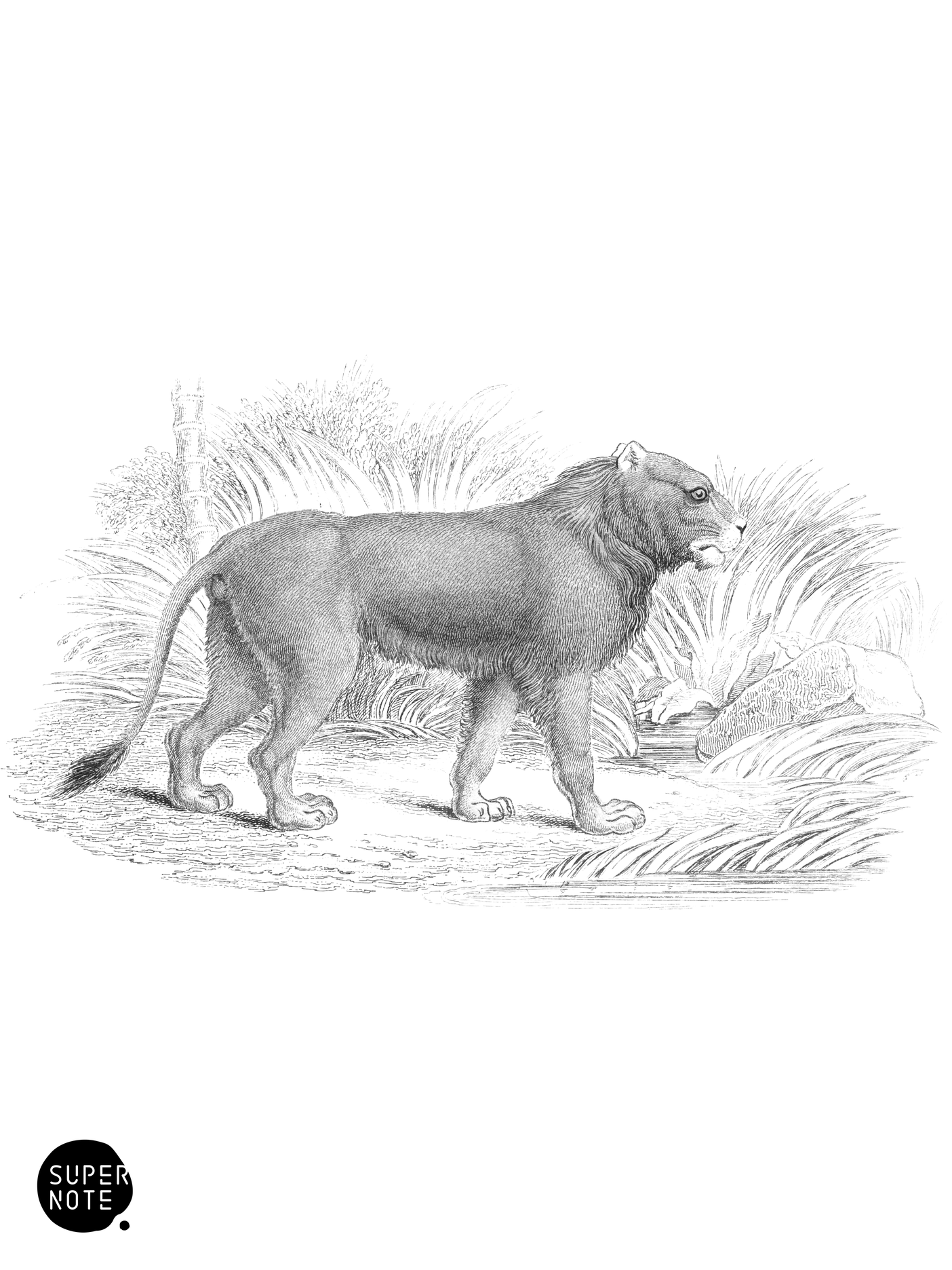 Maneless Lion (vol-35 plate-11).png