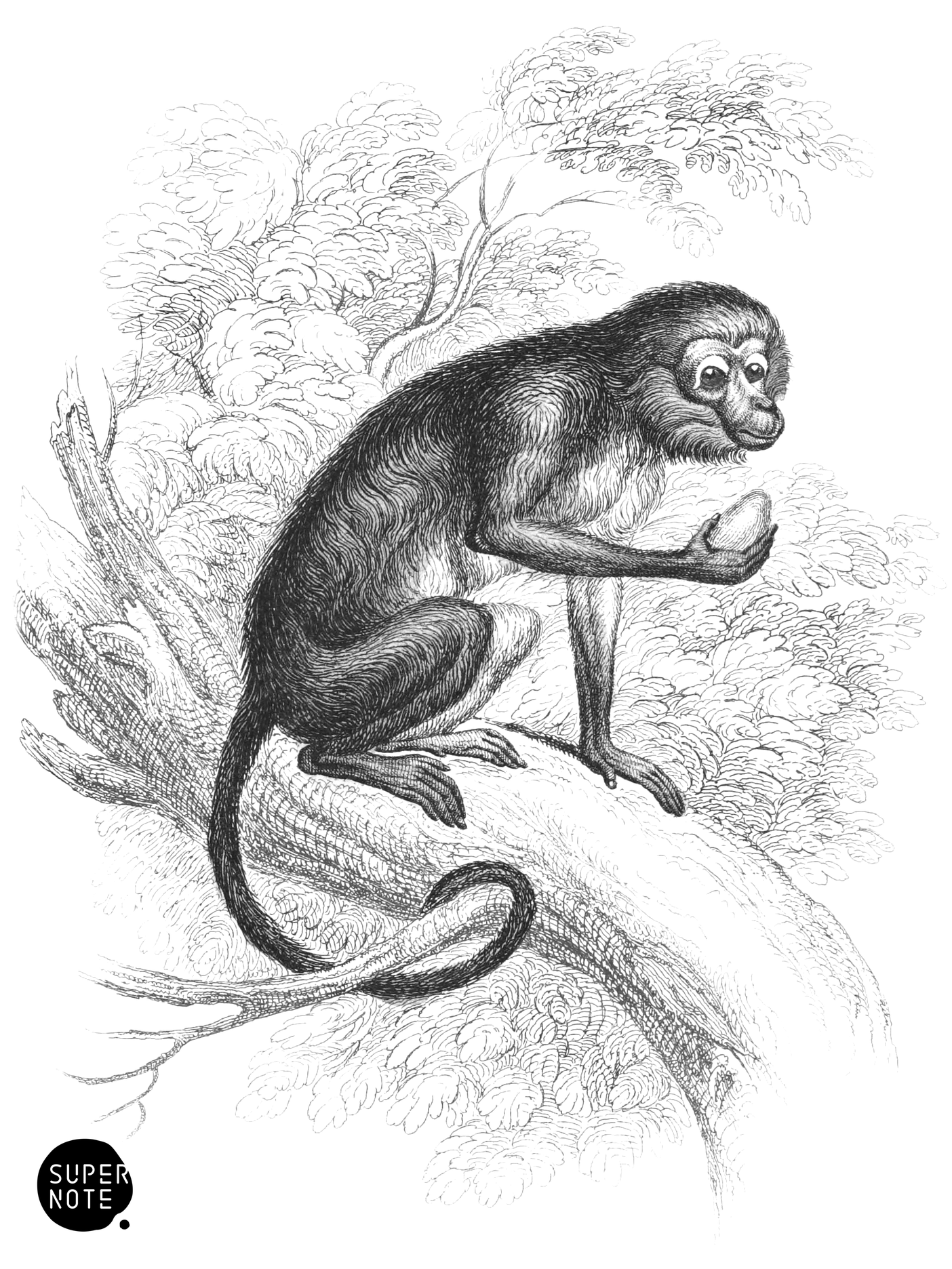 Mangabey or White Eyelid Monkey (vol-02 plate-12-cw).png
