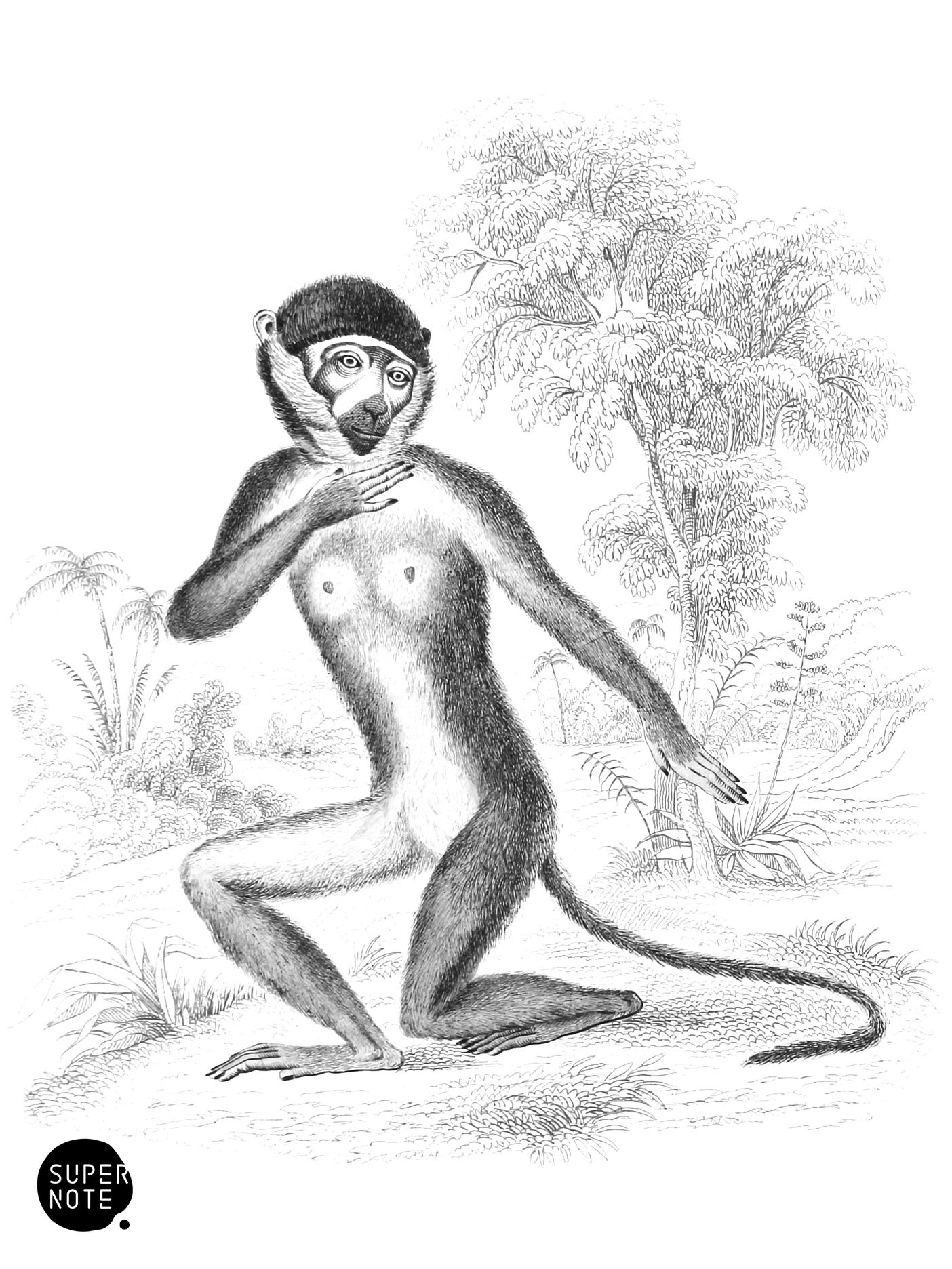Mangabey or White Eyelid Monkey (vol-02 plate-12-lizars).png