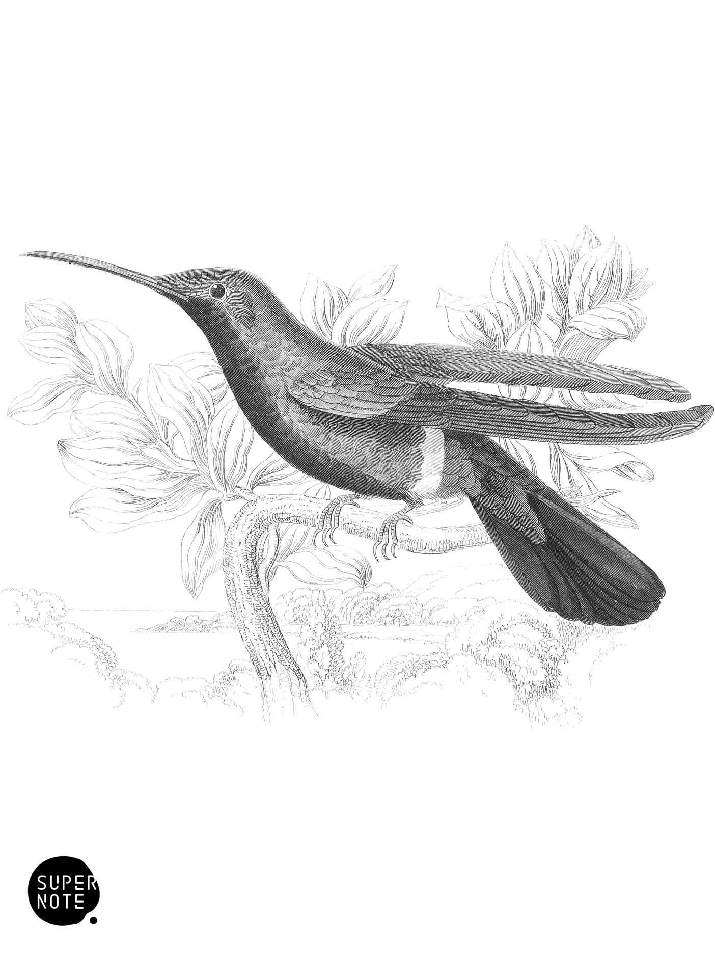 Mango Humming-Bird (vol-03 plate-20).png