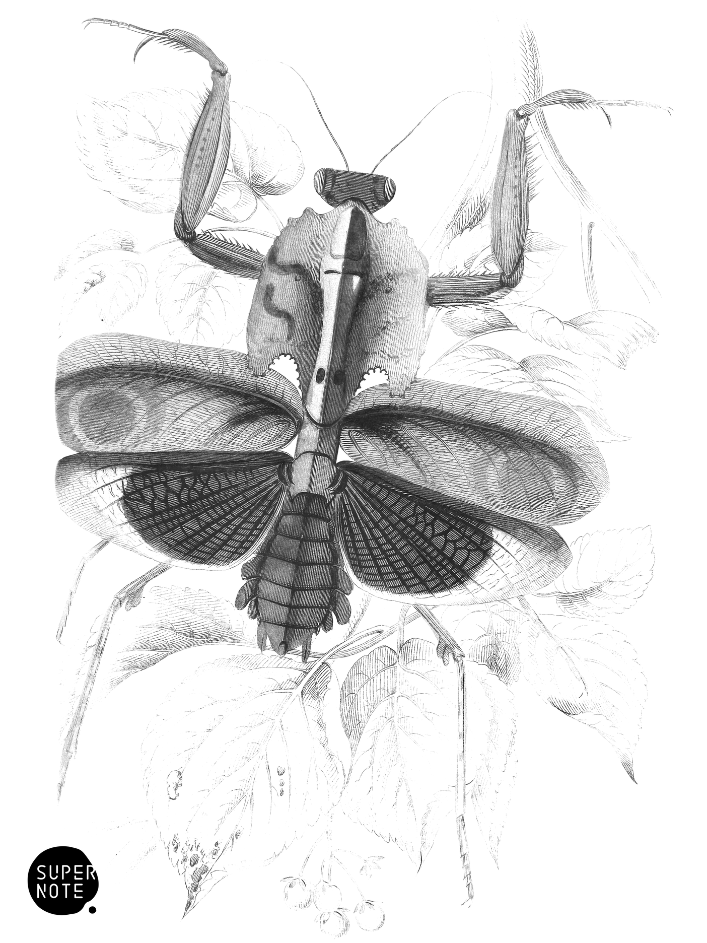 Mantis Deiccata (vol-29 plate-9).png