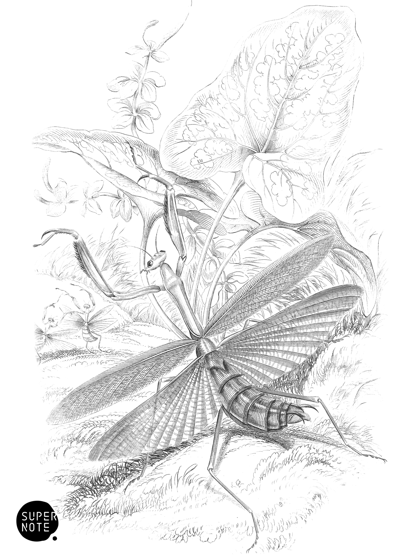 Mantis Religiosa (vol-29 plate-8).png