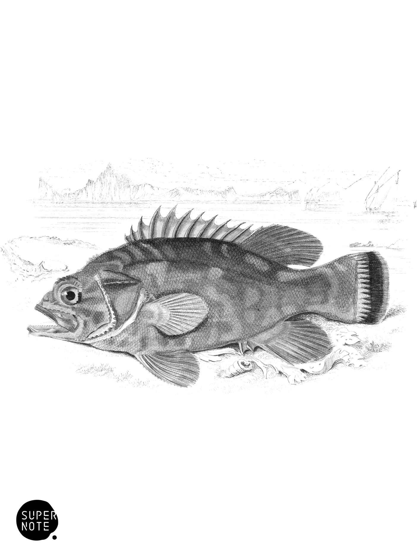 Many-Spined Polyprion (vol-07 plate-27).png