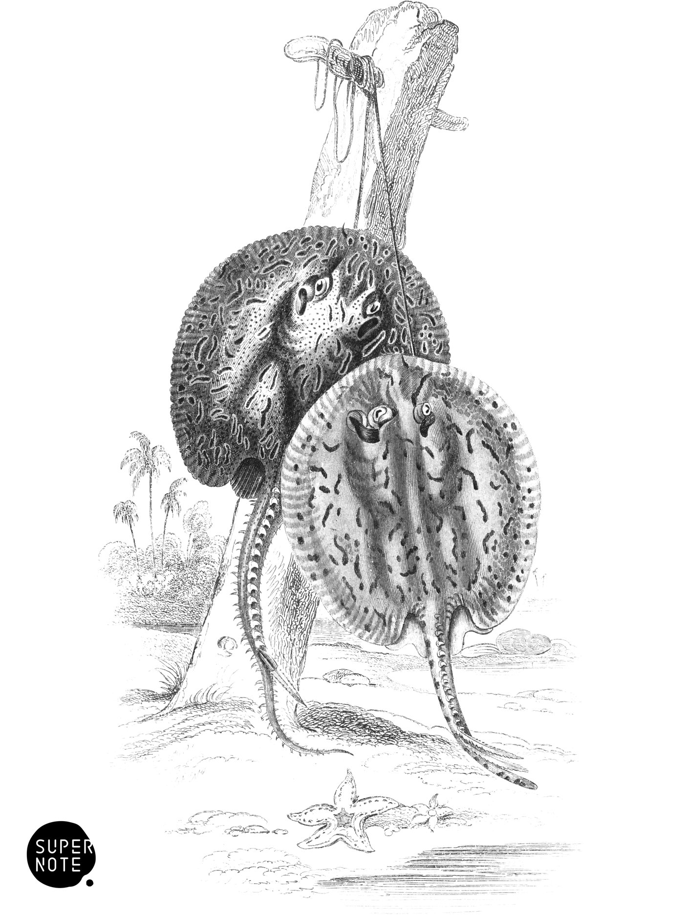 Many-Spined Trygon (vol-38 plate-20).png