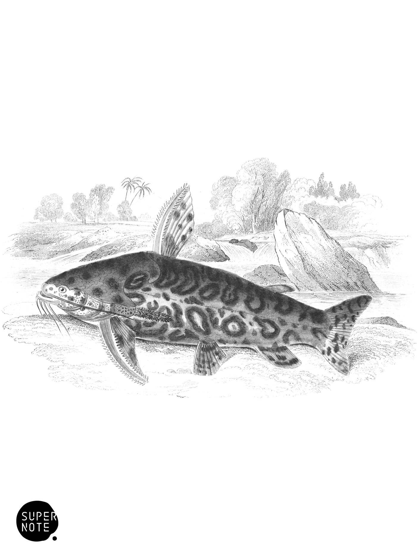 Marbled Arius (vol-32 plate-4).png