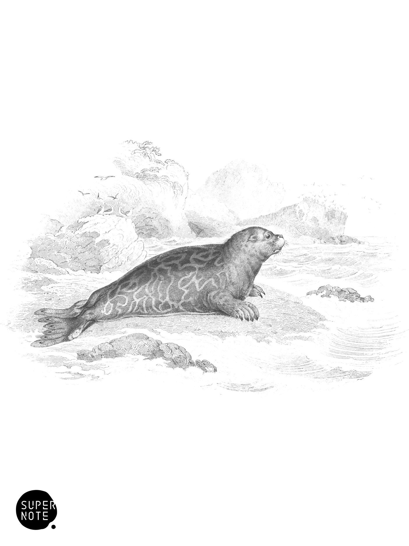 Marbled Seal (vol-23 plate-4).png