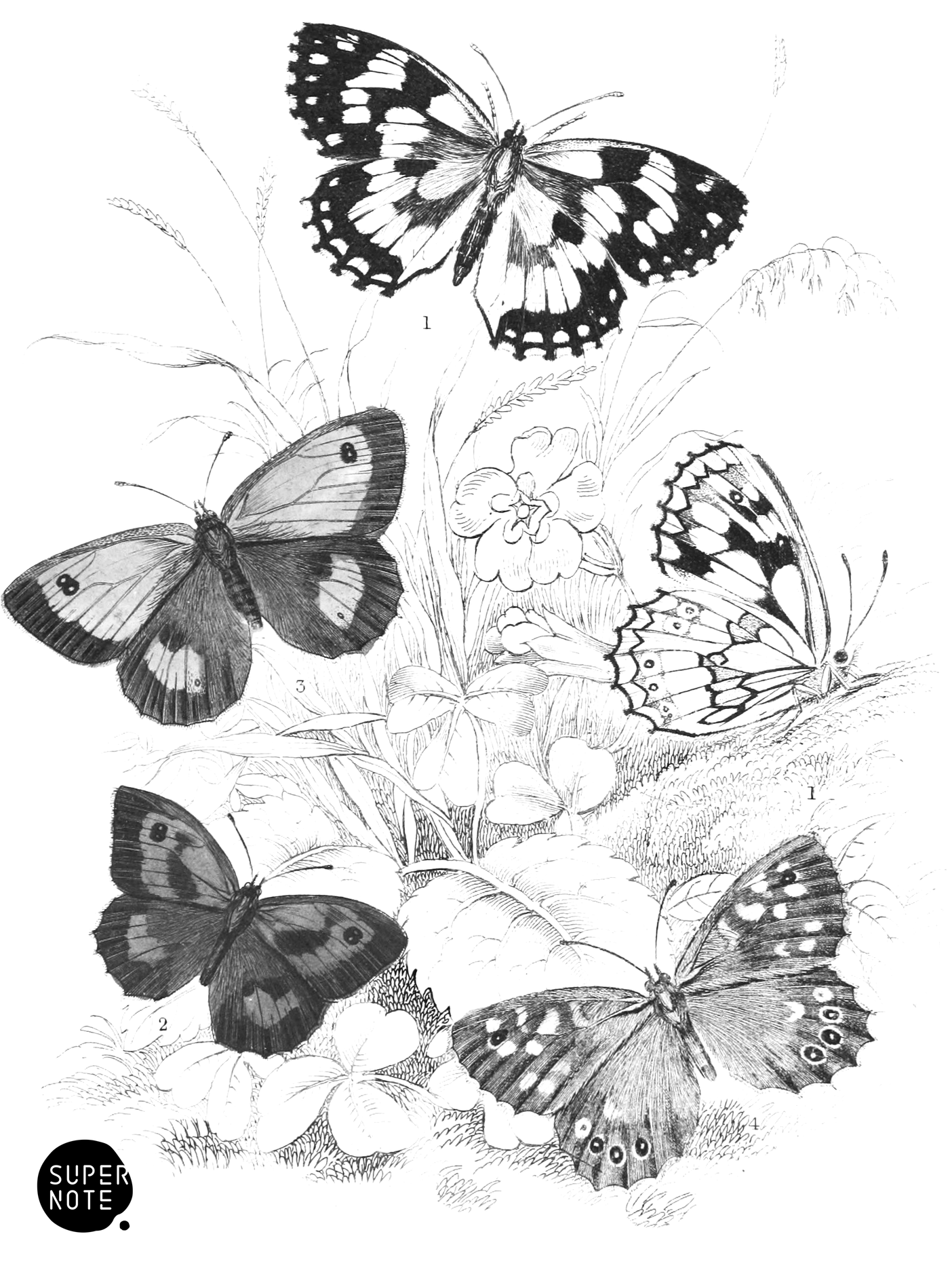 Marbled White Butterfly, Large Heaths & Speckled Wood Butterfly (vol-10 plate-23).png