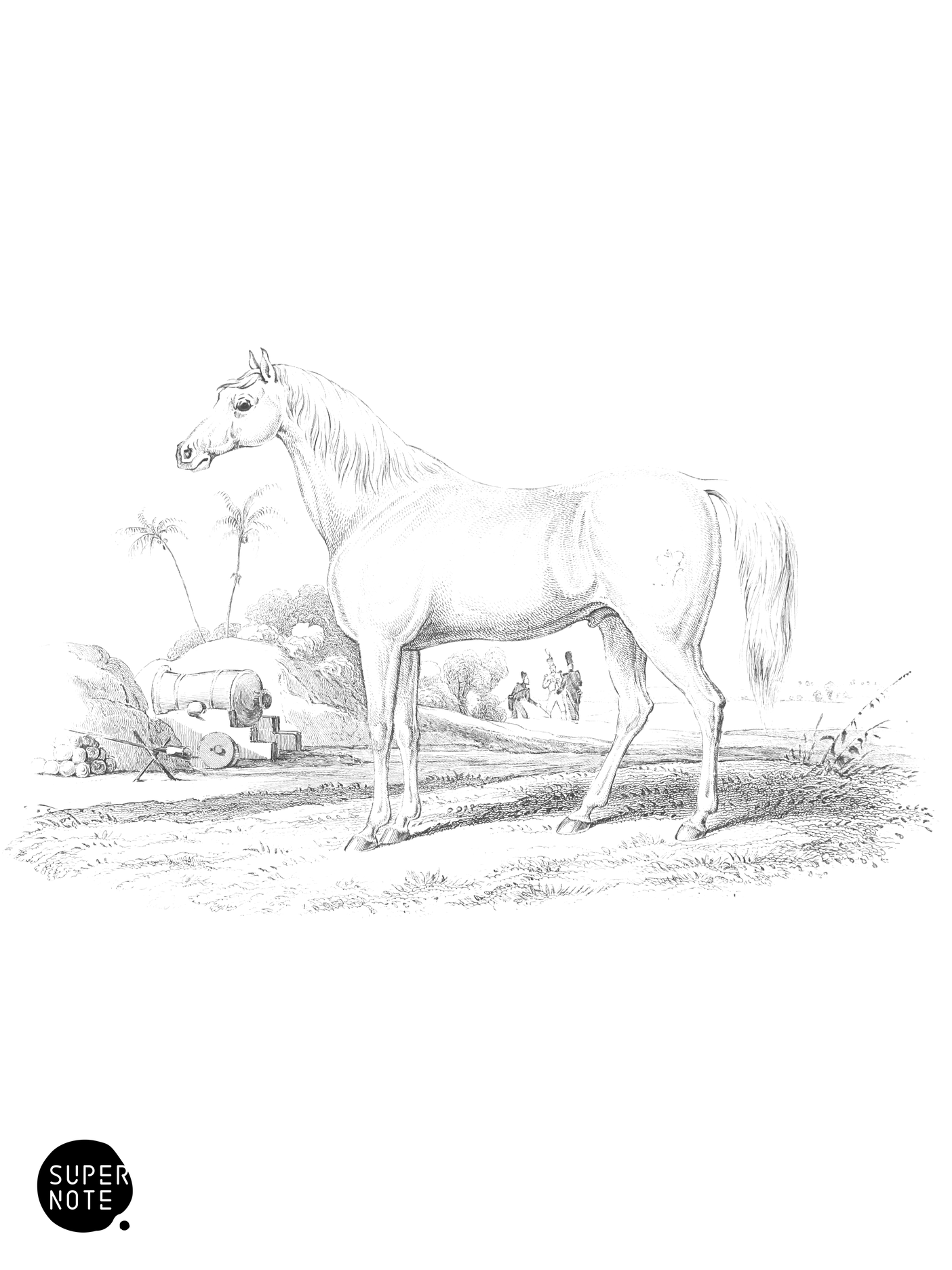 Marengo Arab (vol-31 plate-8).png