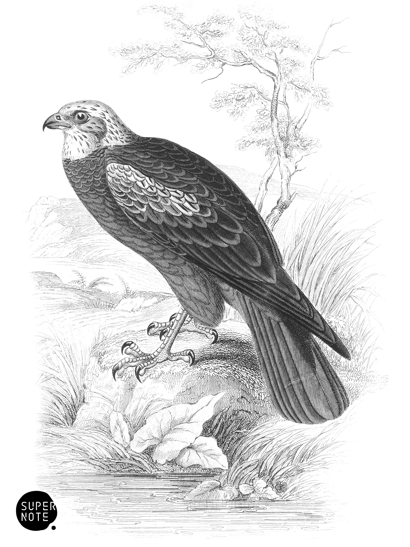 Marsh Harrier (vol-20 plate-24).png