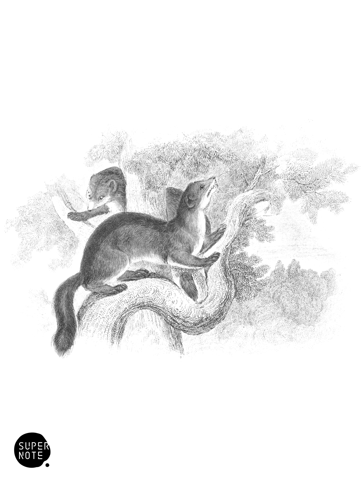 Marten (vol-22 plate-14).png