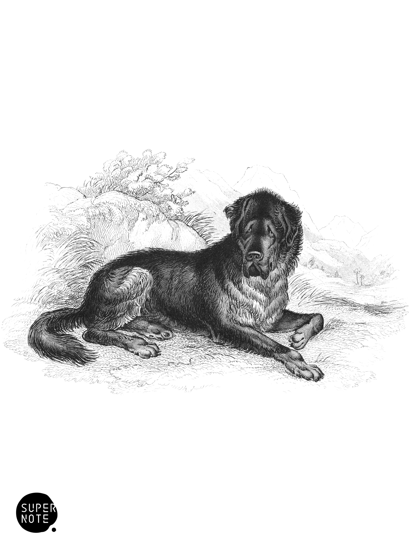 Mastiff of Tibet (vol-28 plate-19).png