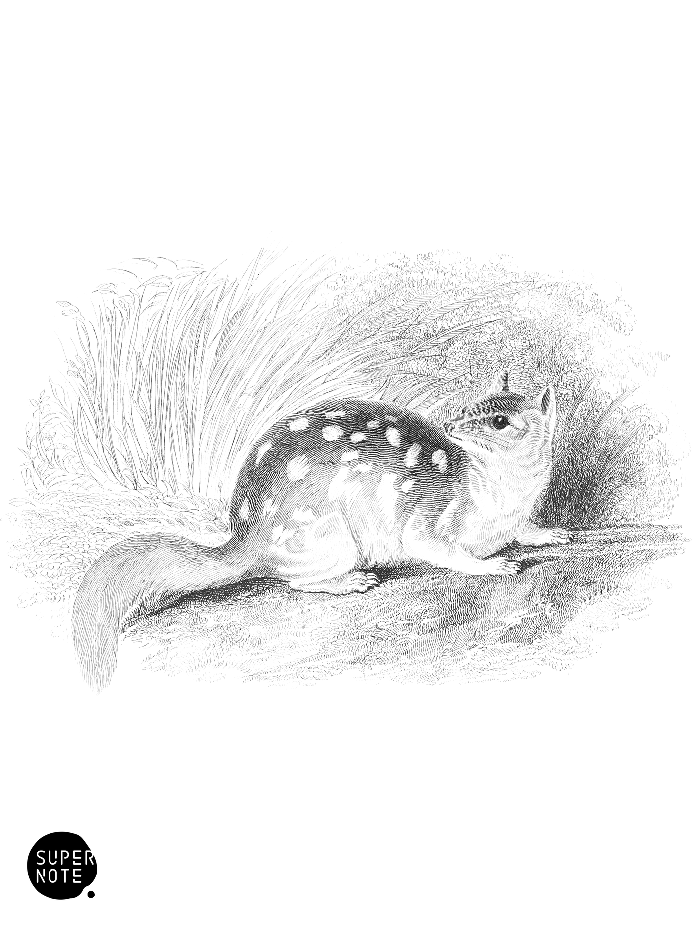 Mauge’s Dasyurus (vol-30 plate-7).png