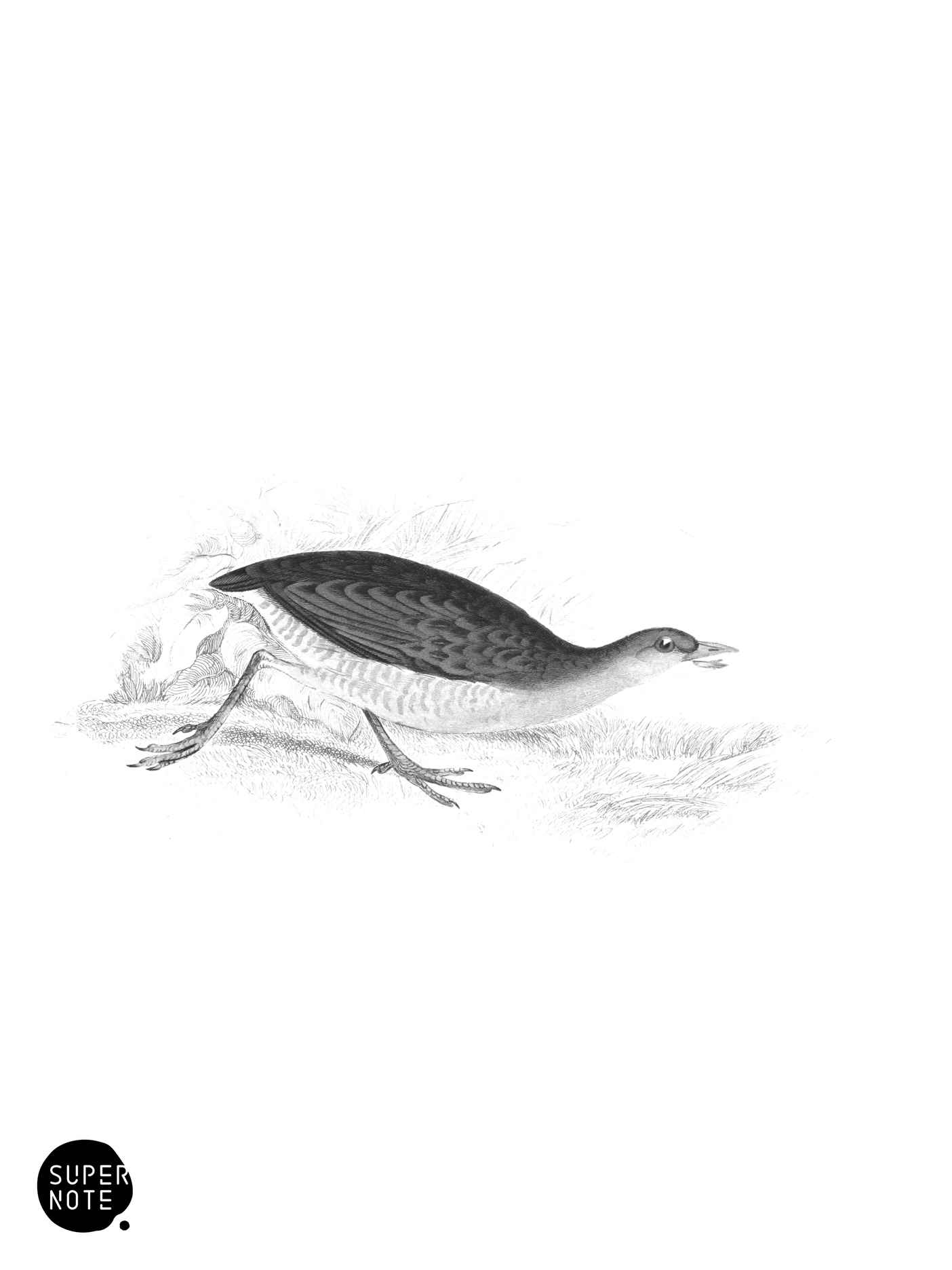 Meadow or Corn Crake (vol-34 plate-29).png
