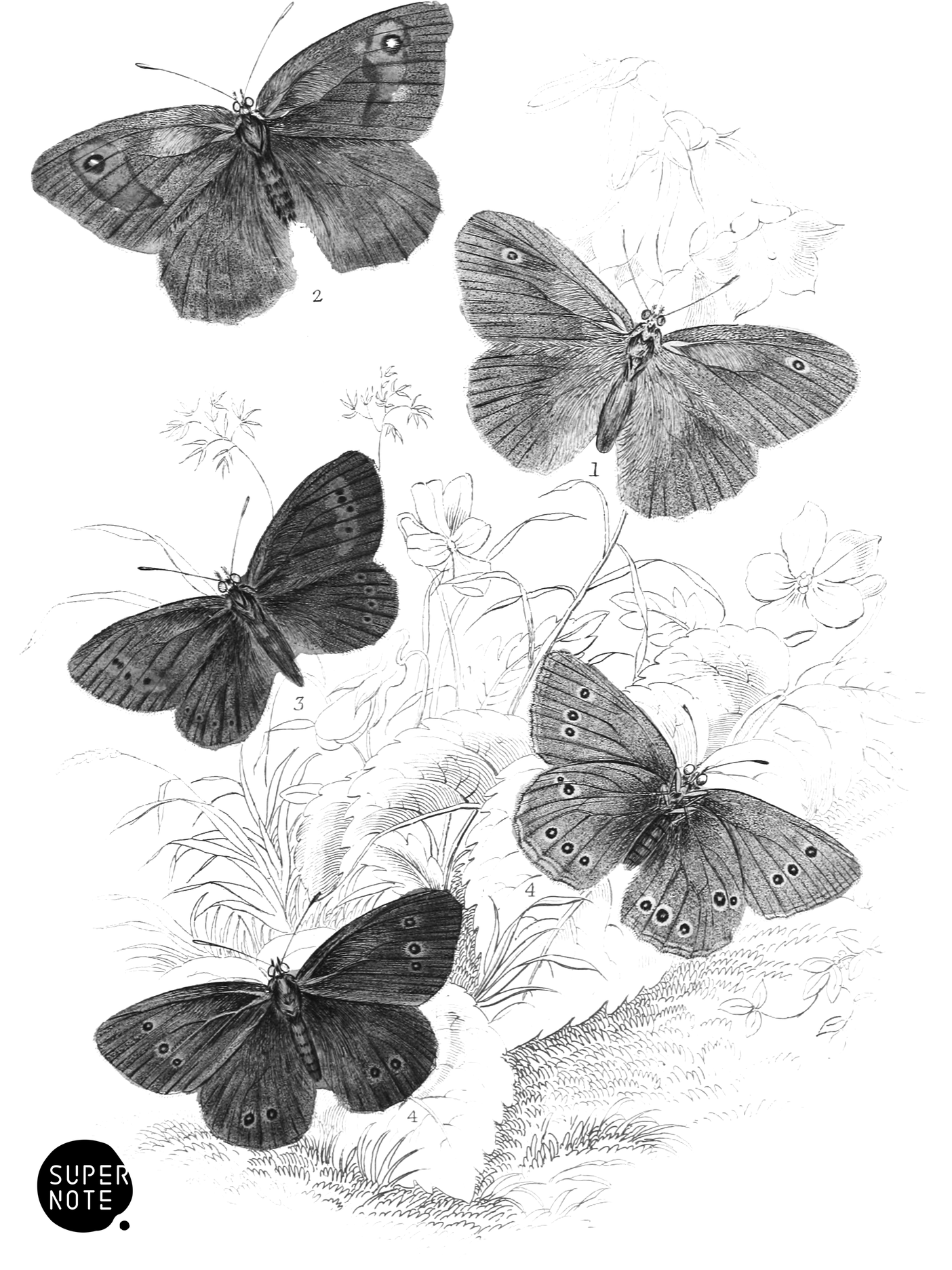 Meadow-Brown Butterfly, Mountain Ringlet & Ringlet Butterfly (vol-10 plate-24).png