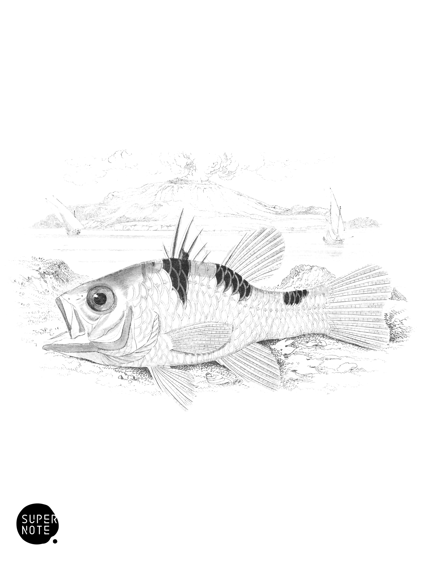 Mediterranean Apogon (vol-07 plate-11).png