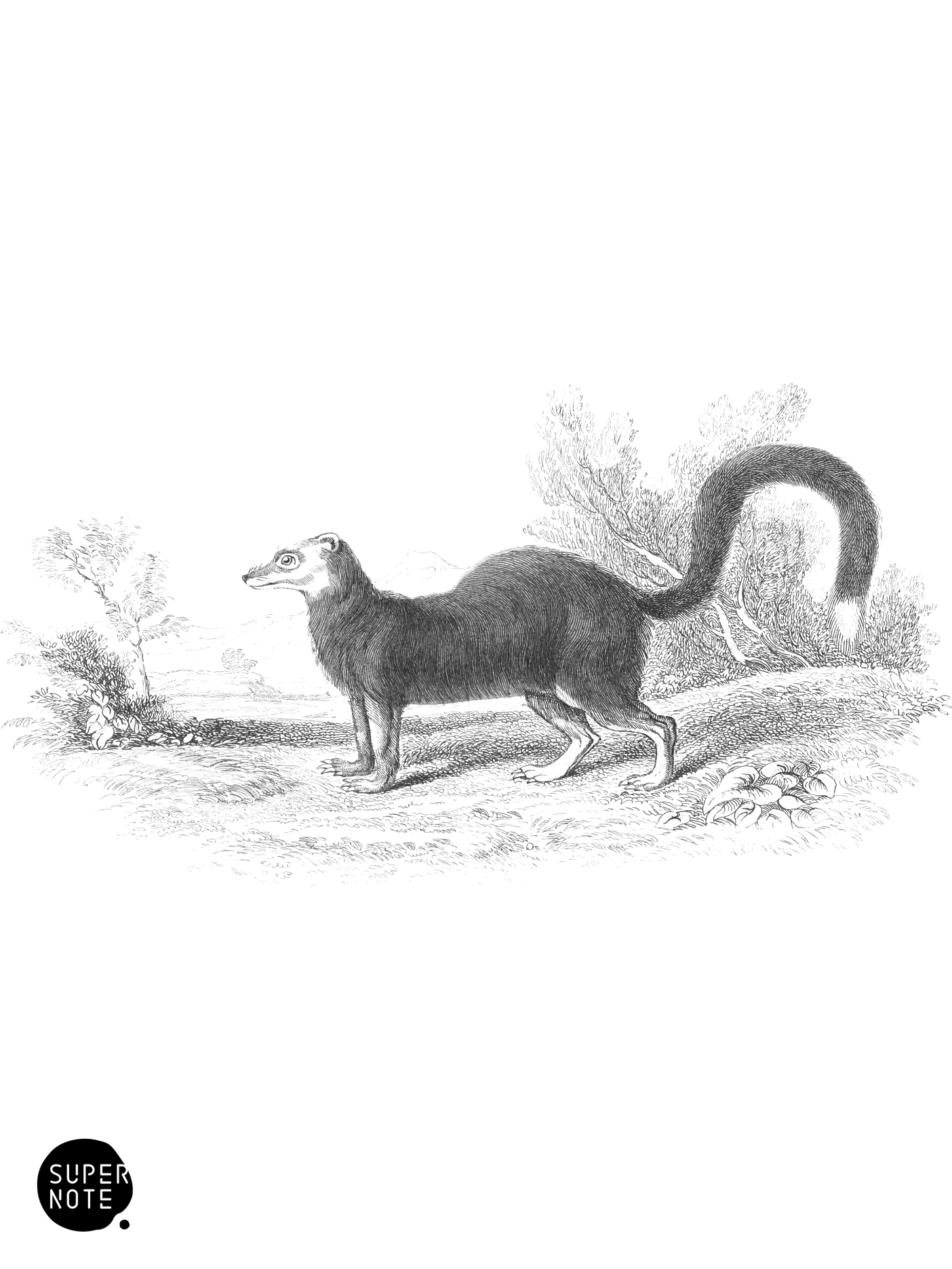 Meercat Barrow (vol-35 plate-4).png