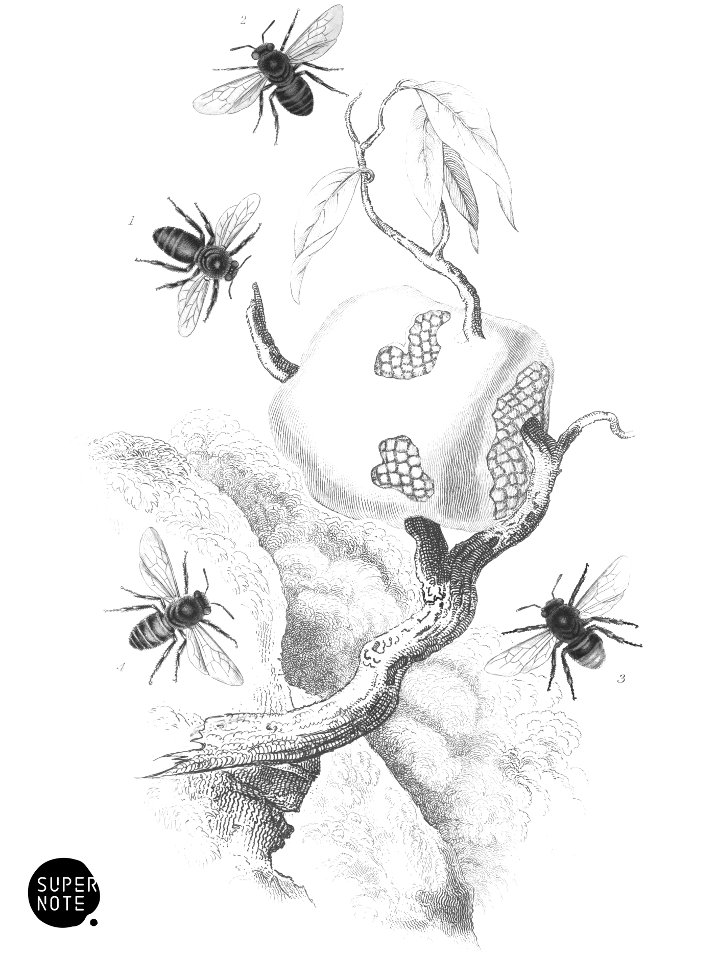 Melipona & Trigonis (vol-26 plate-27).png