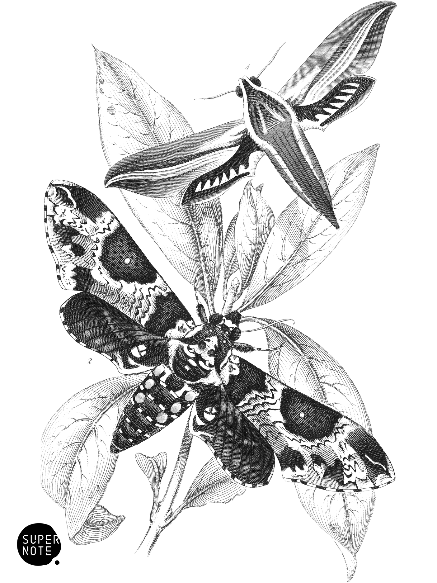 Metopsilus Tersa & Sphinx Chionanthi (vol-33 plate-5).png