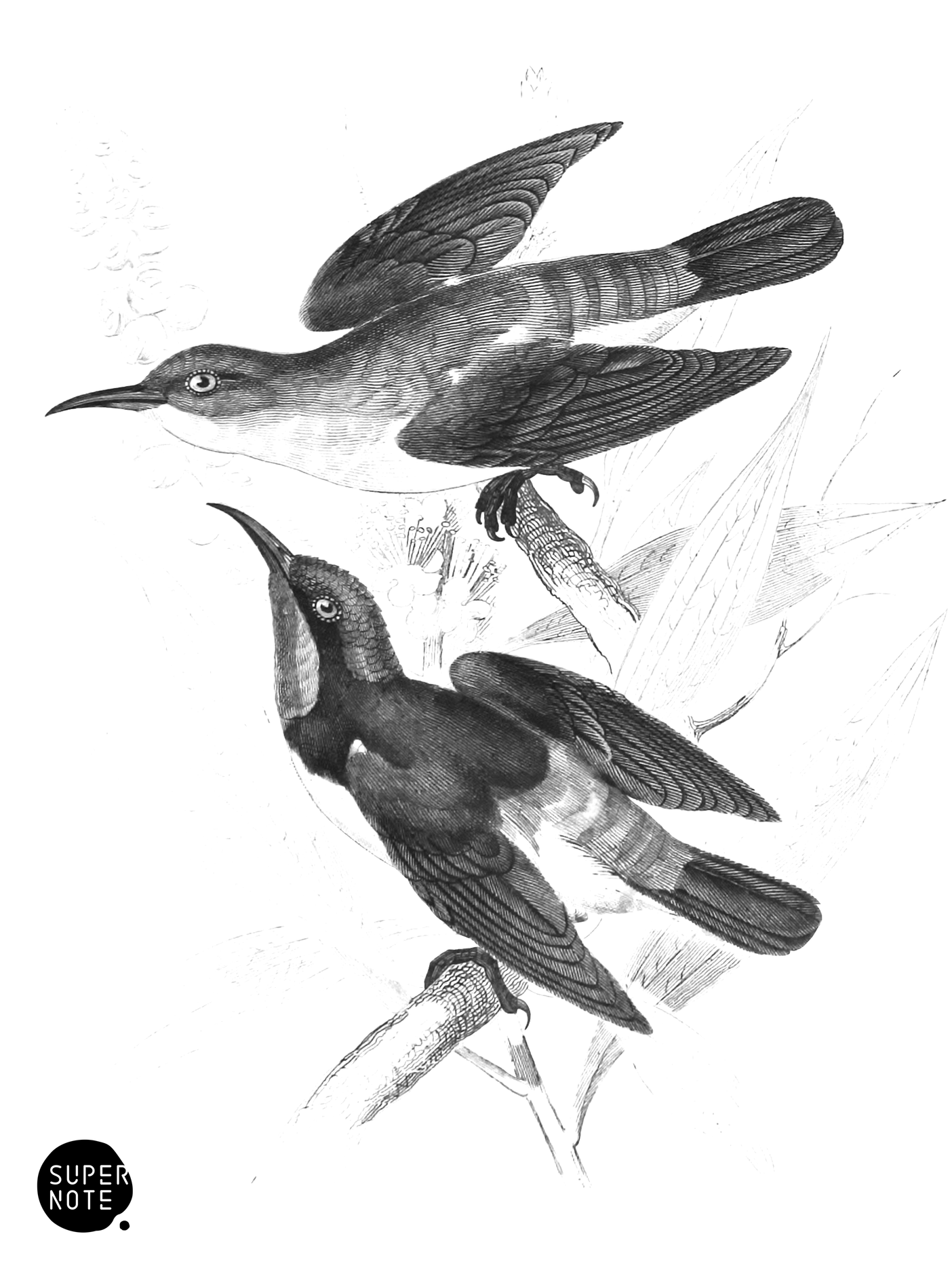 Minute Sun-Birds (vol-36 vignette).png