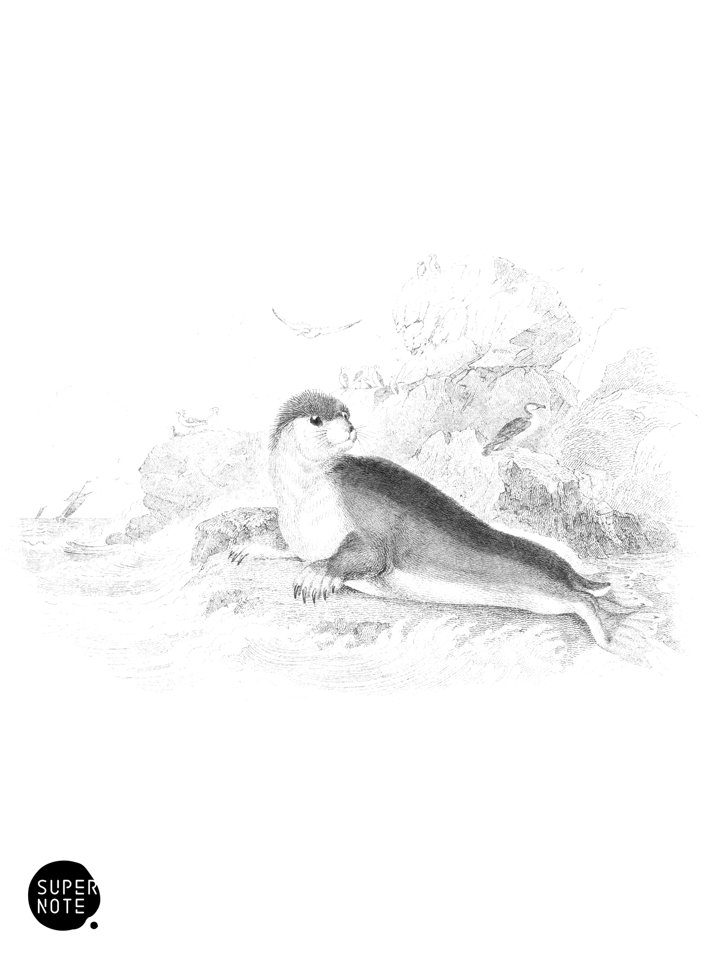 Mitred or Hooded Seal (vol-23 plate-15).png