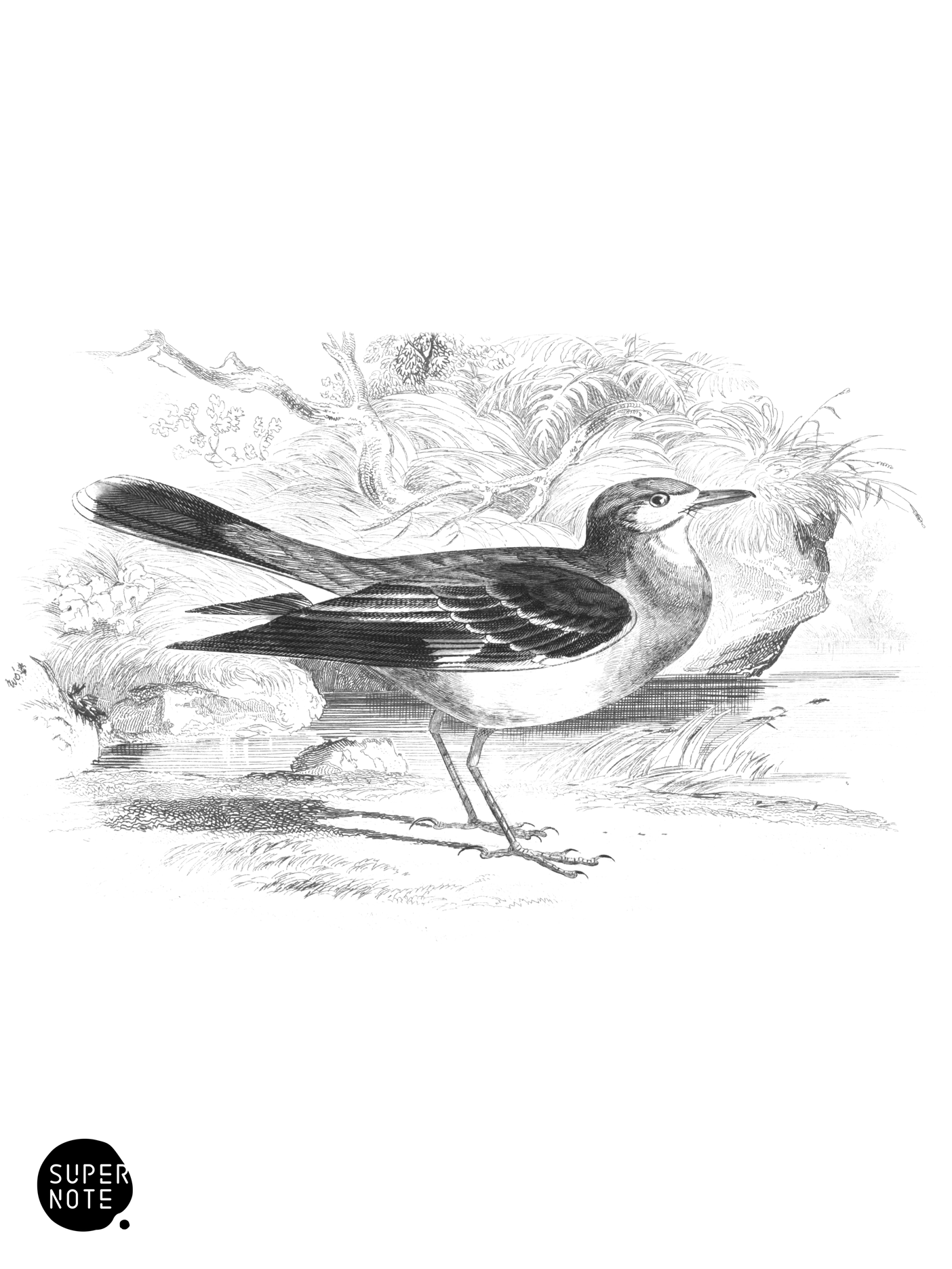 Mocking Water-Chat (vol-21 plate-8).png