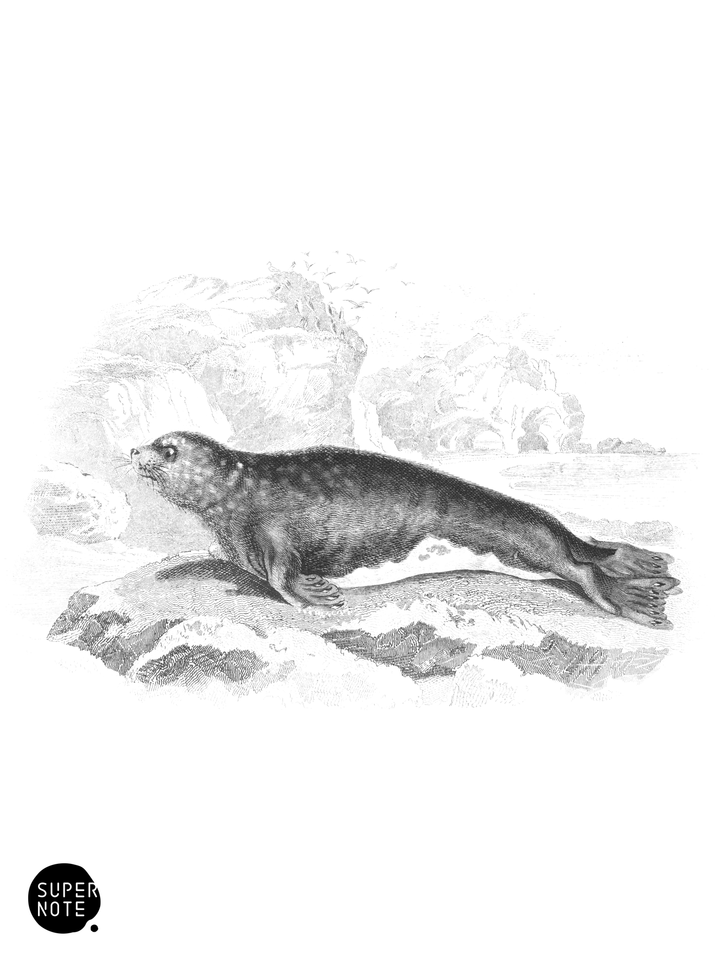 Monk Seal (vol-23 plate-13).png