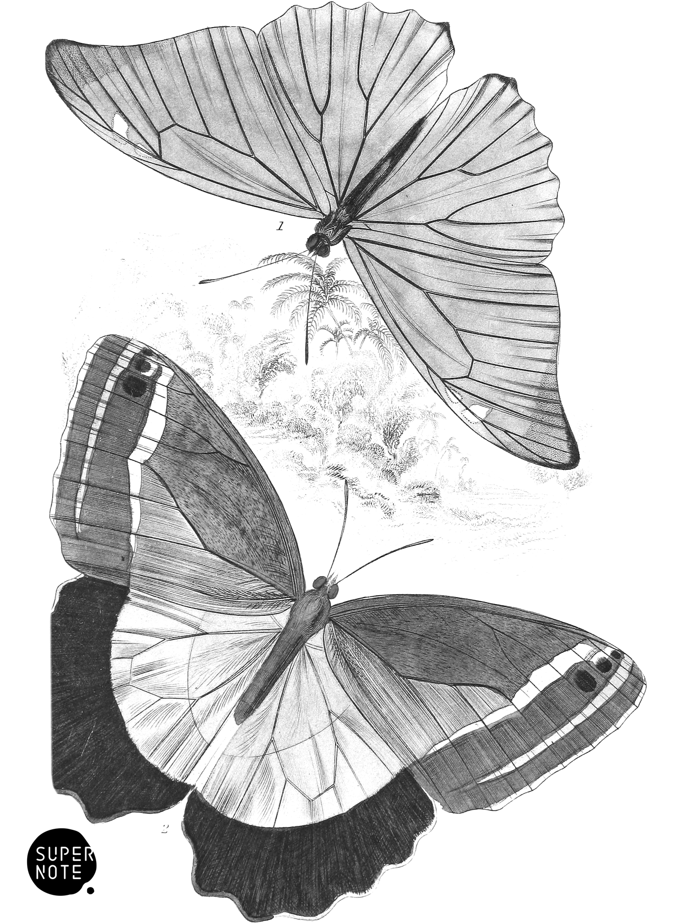 Morpho Adonis & Pavonia Teucer (vol-18 plate-22).png