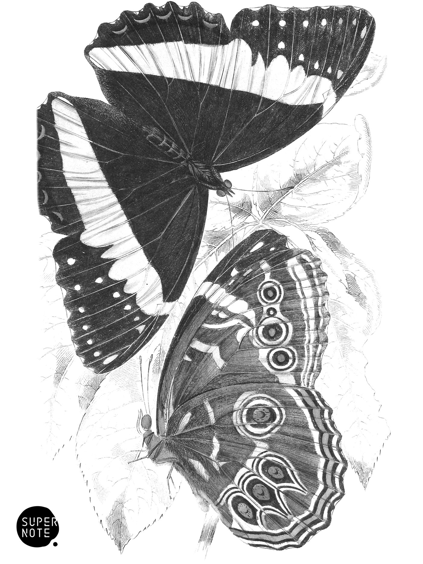 Morpho Helenor (vol-18 plate-21).png
