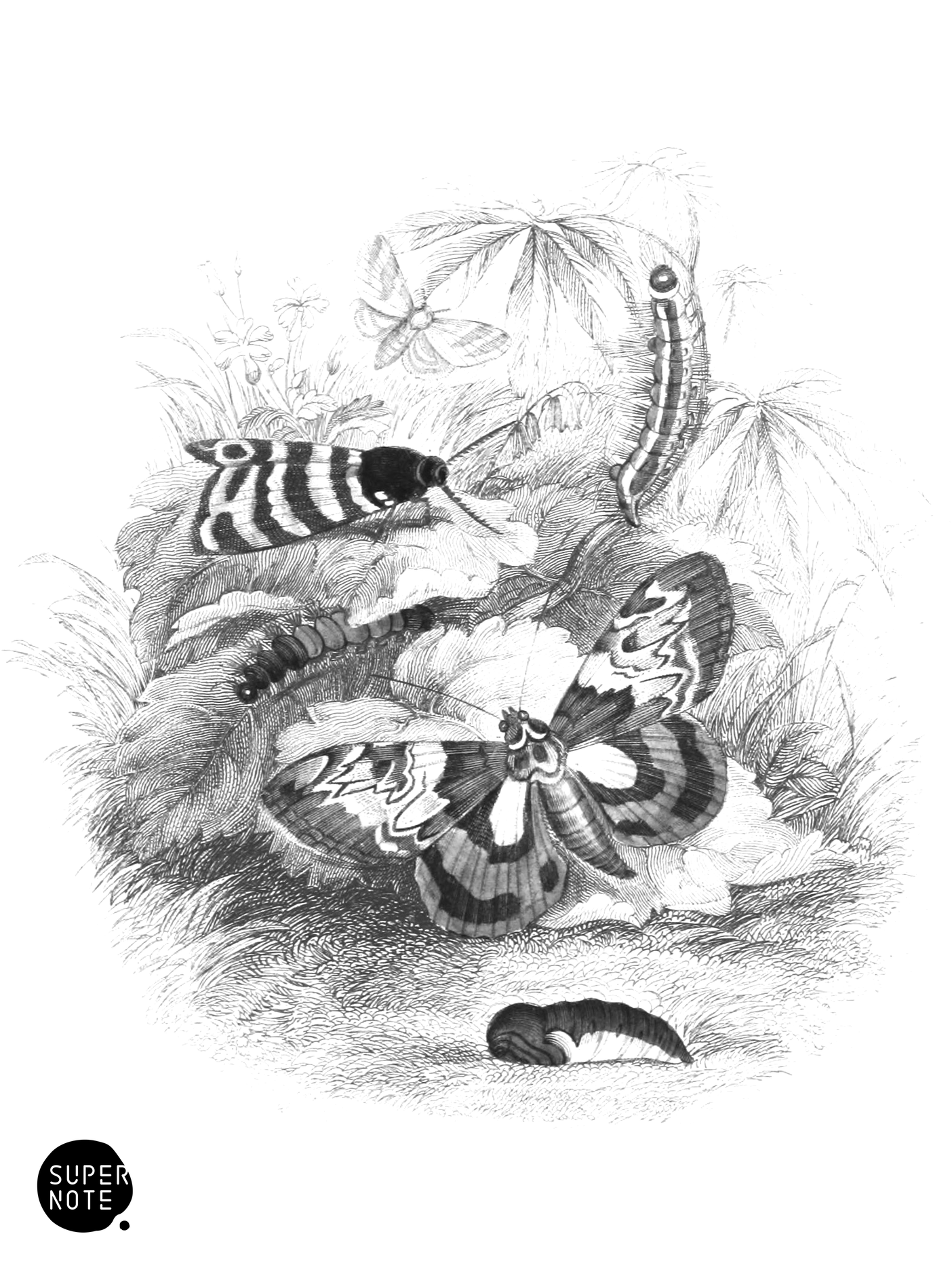 Moths, Caterpillars & Pupa (vol-33 vignette).png