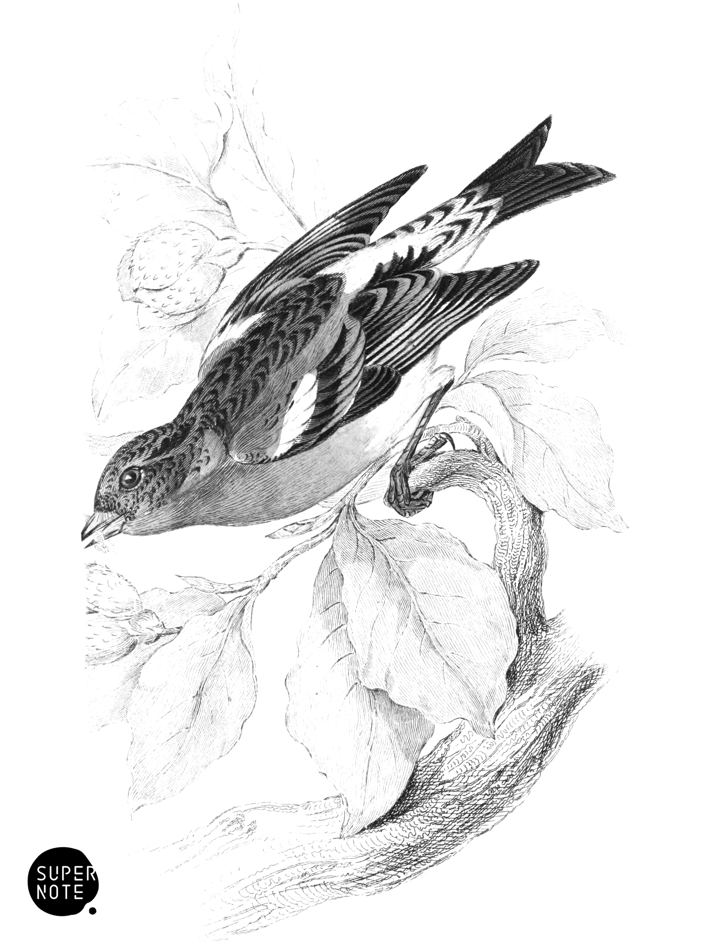 Mountain Finch (vol-24 plate-17).png