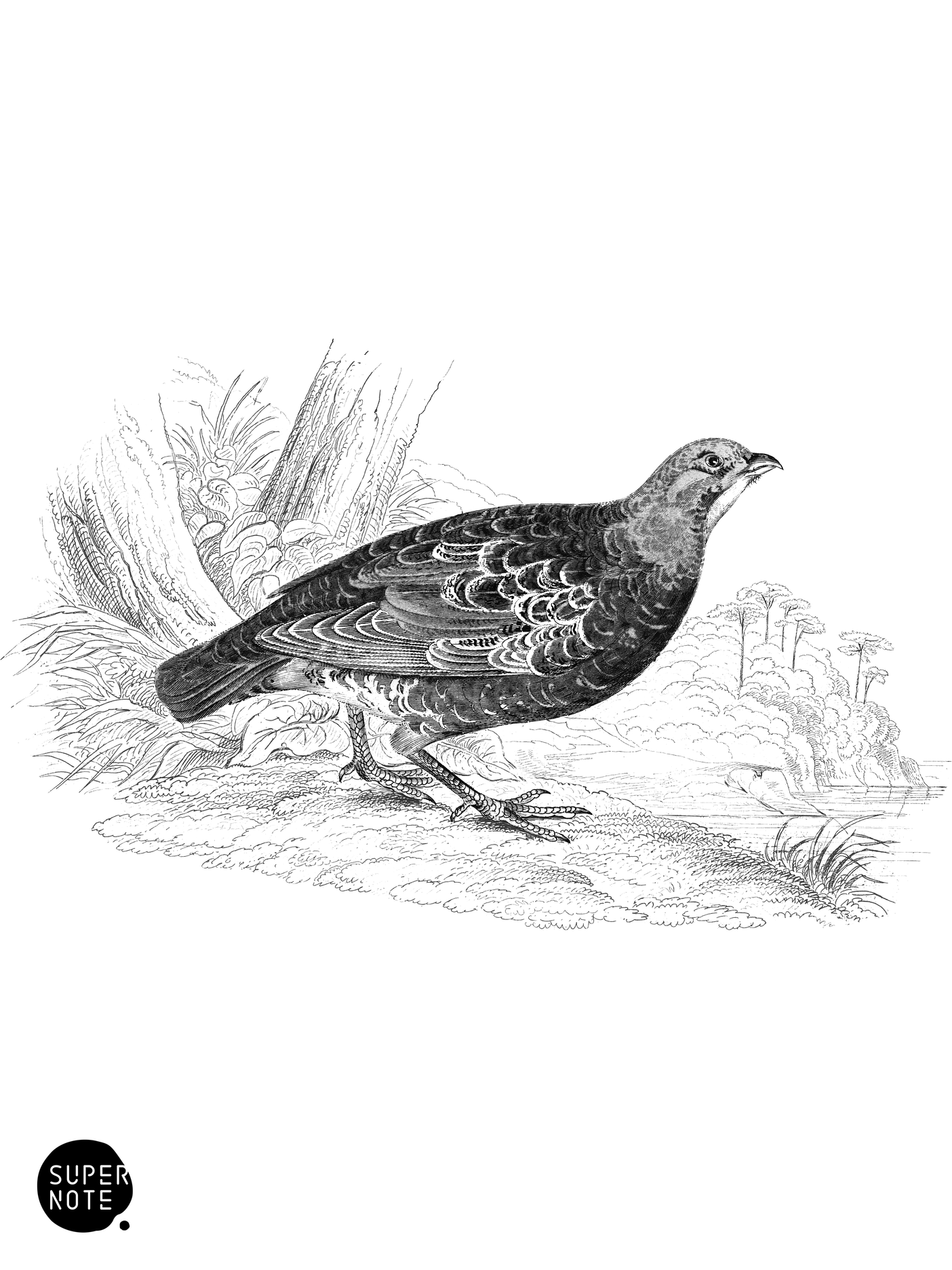 Mountain Partridge (vol-06 plate-2).png