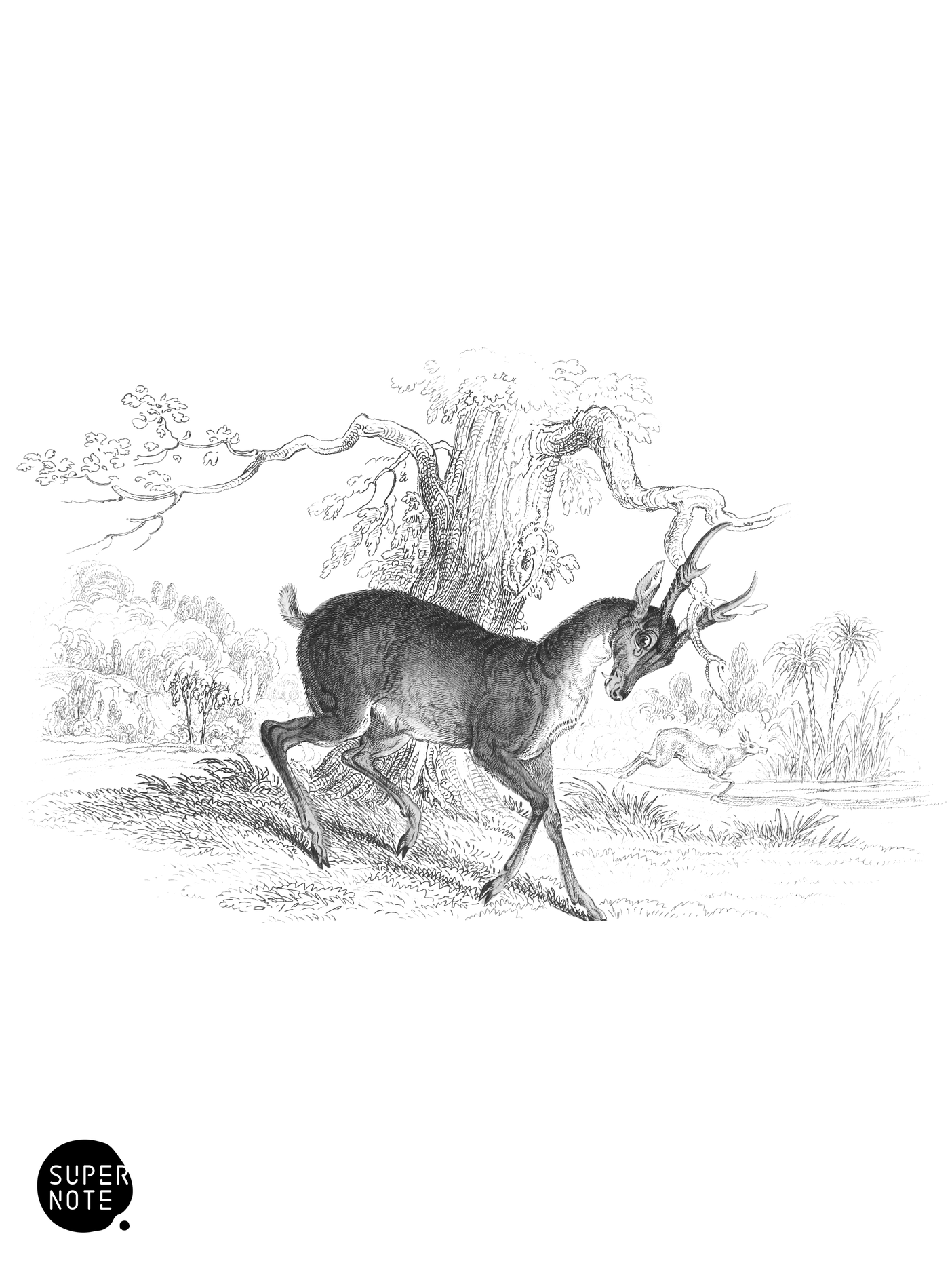 Muntjak (vol-11 plate-19).png